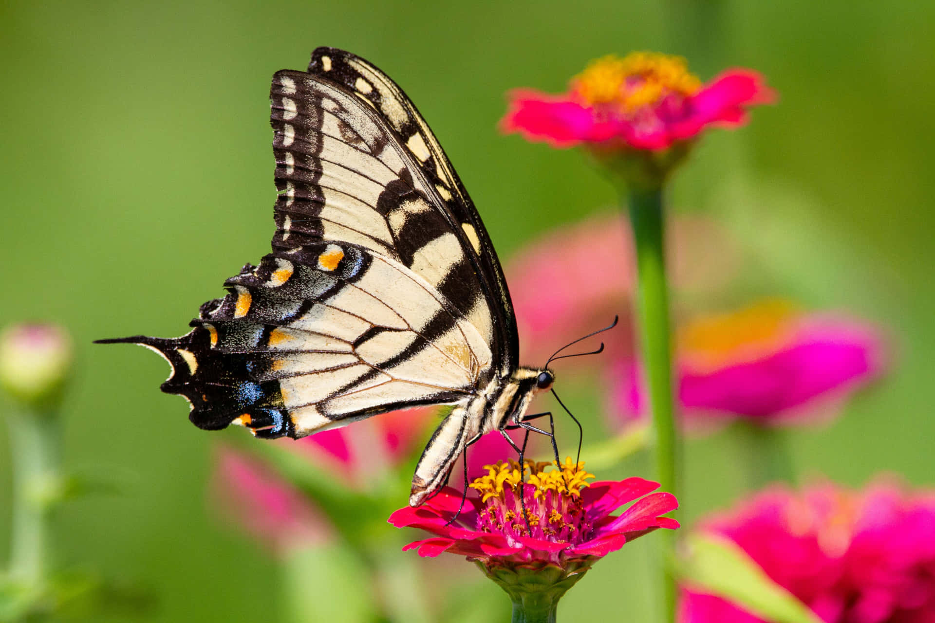 Eastern Tiger Swallowtail Butterflyon Zinnia Background