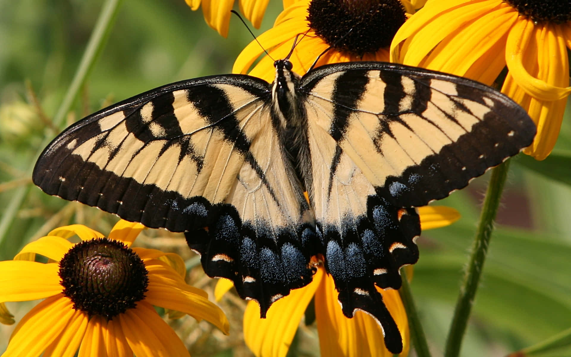 Eastern Tiger Swallowtailon Sunflowers.jpg Background