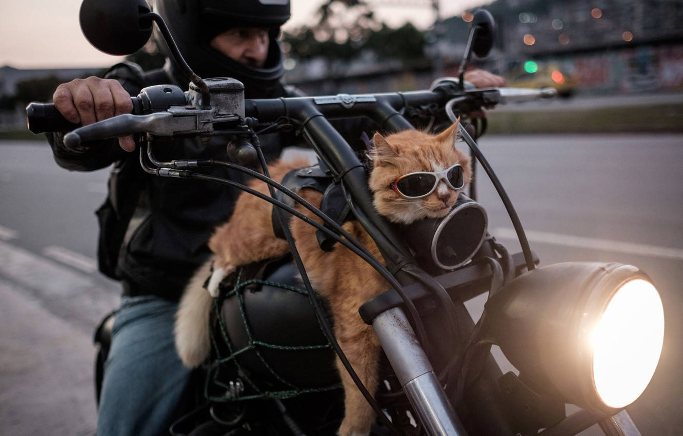Easy Rider Cute Cat Background