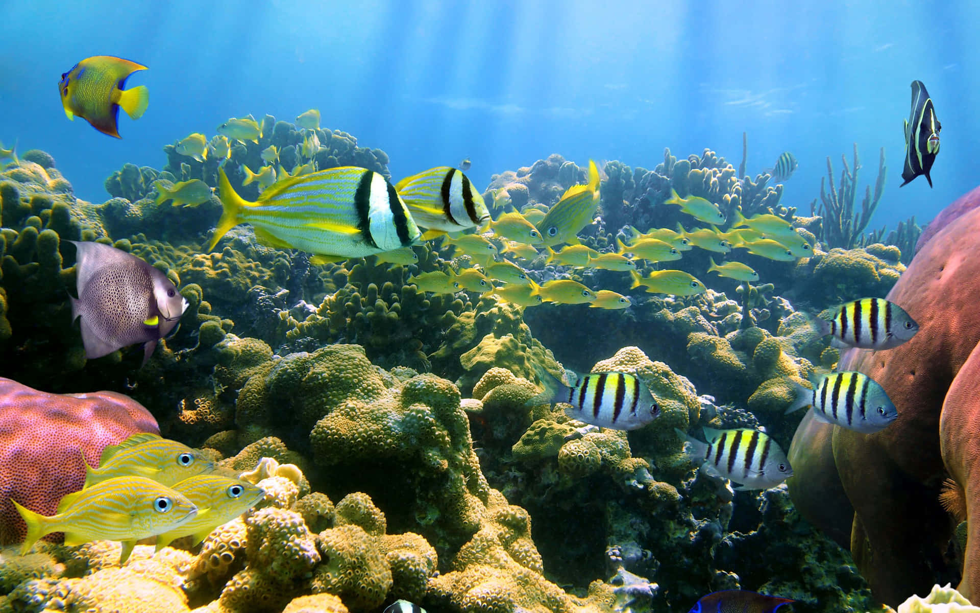 Eat Sustainably And Enjoy Colorful Cuisine With This Vibrant Harvest Of Fresh Seafood. Background