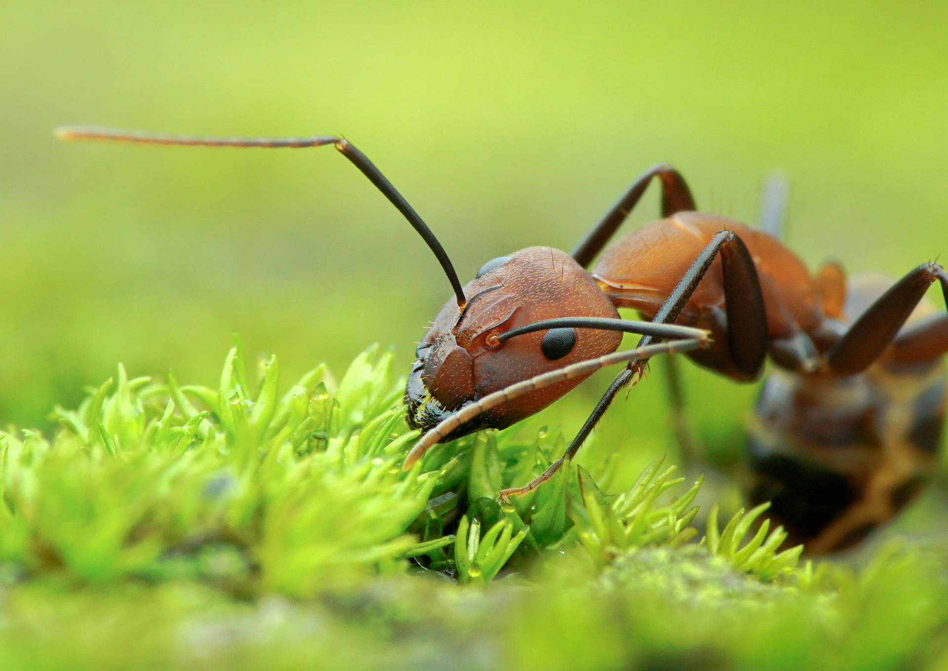 Eating Ant Background