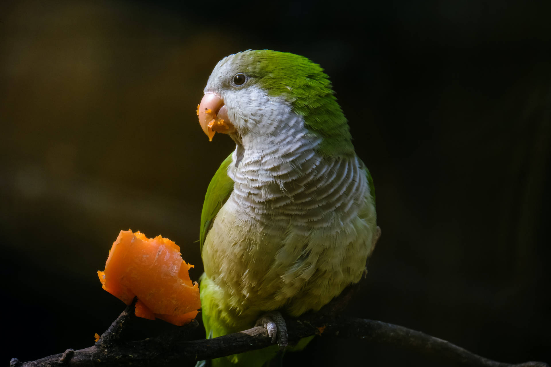 Eating Fruit Green Parrot Hd Background