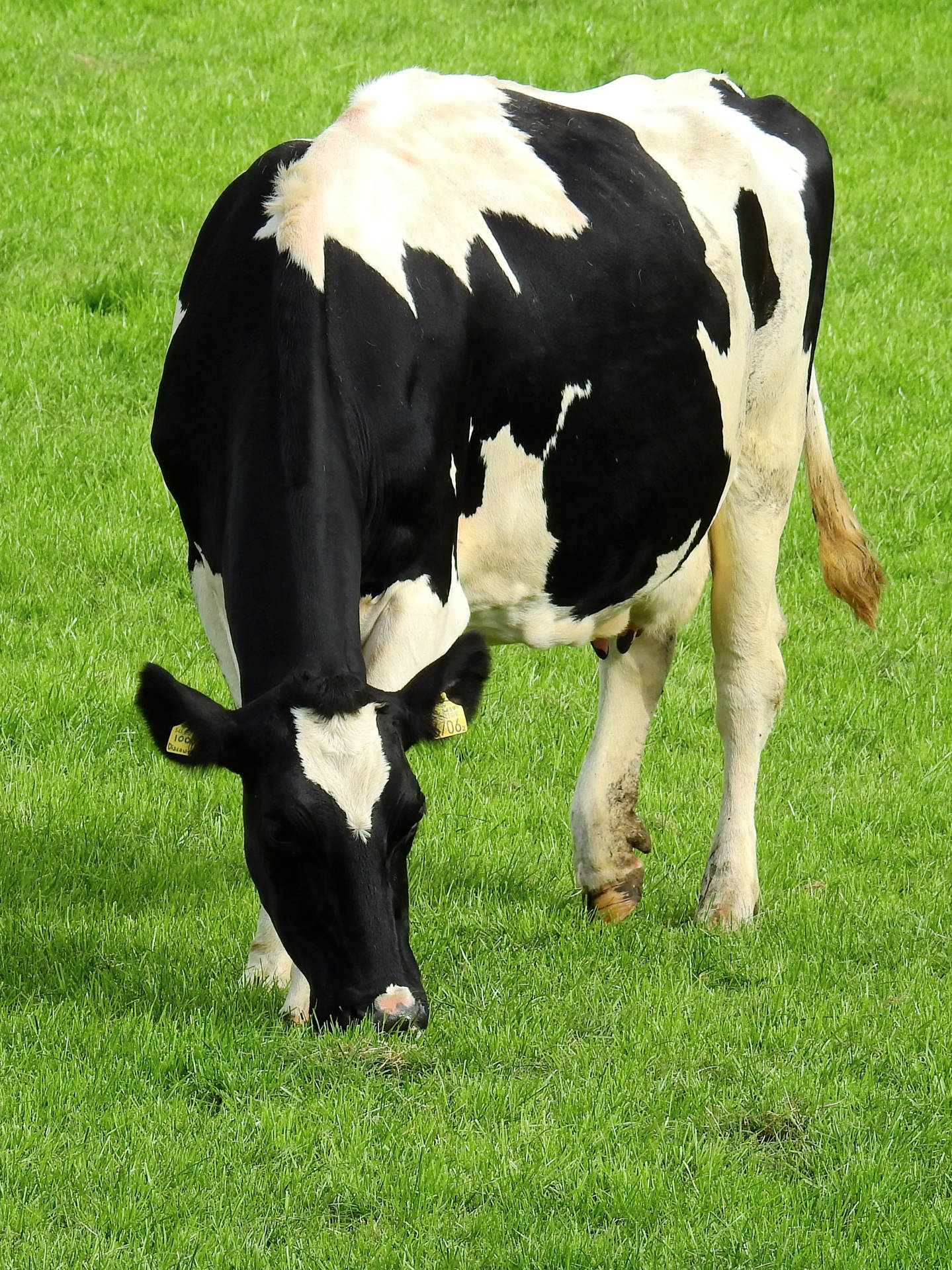 Eating Holstein Friesian Cattle Breed Background