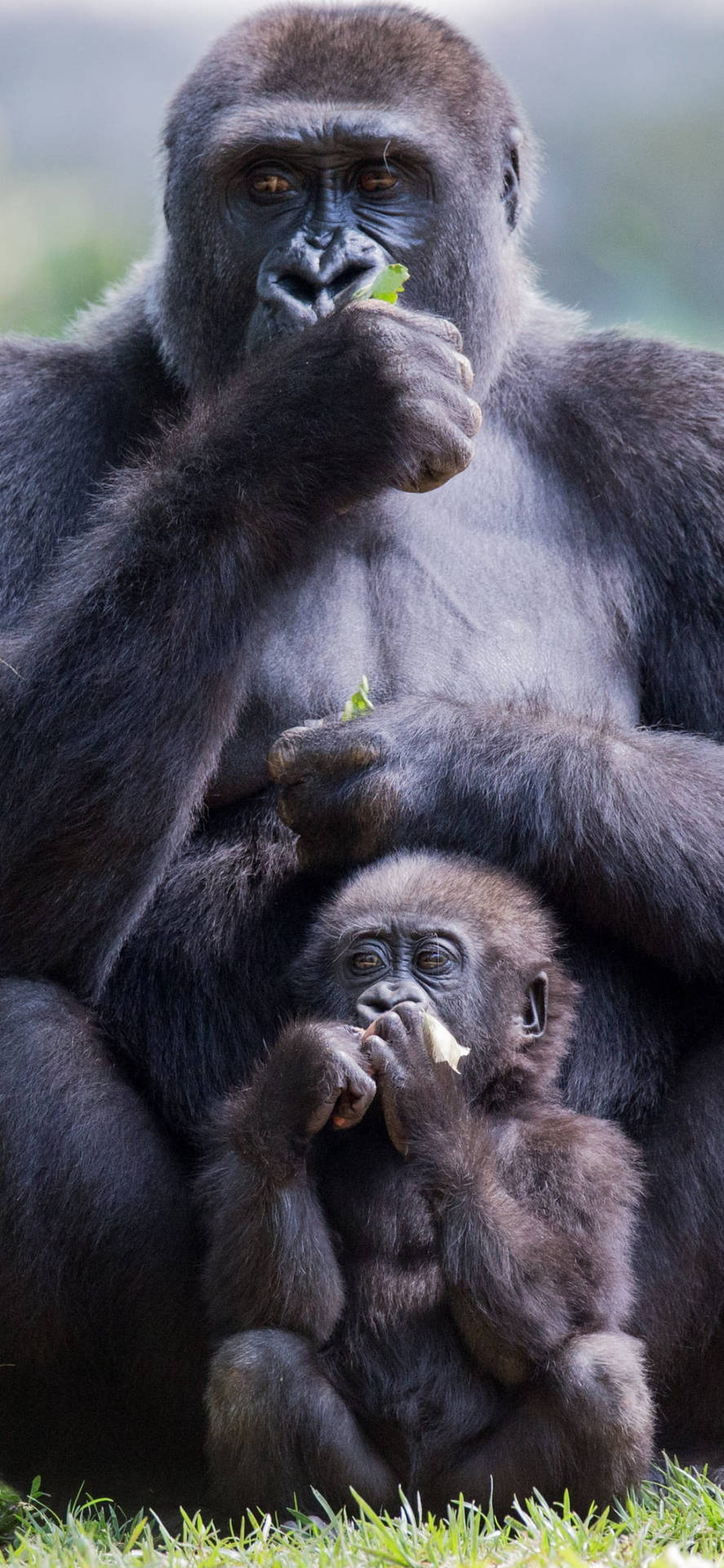 Eating Mother And Infant Gorilla Iphone Background