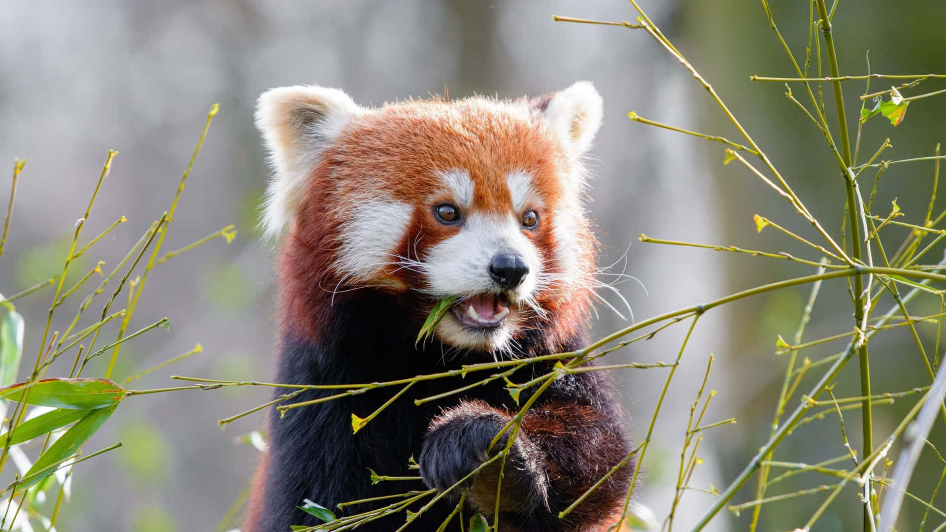 Eating Red Panda Laptop Background