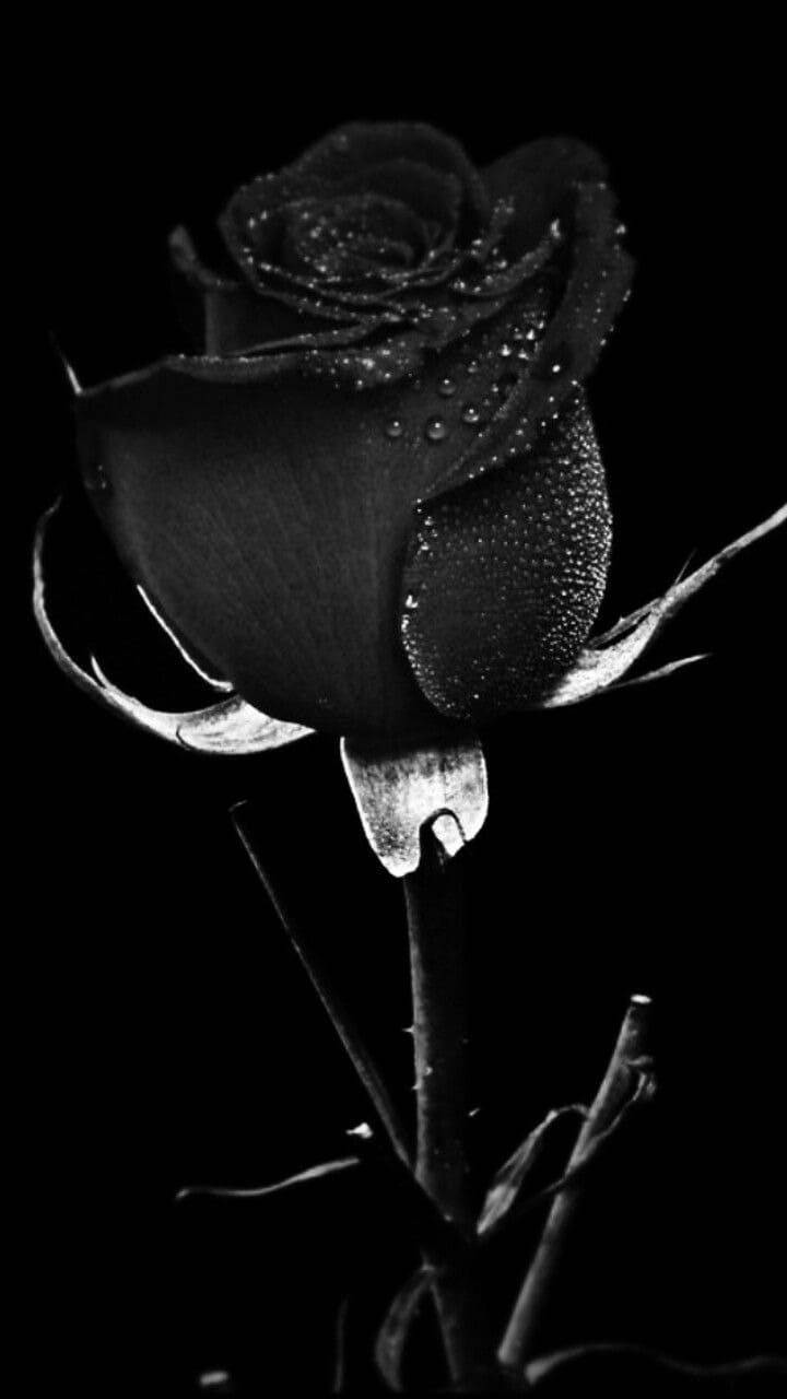 Ebony Flower Black Rose Iphone Background