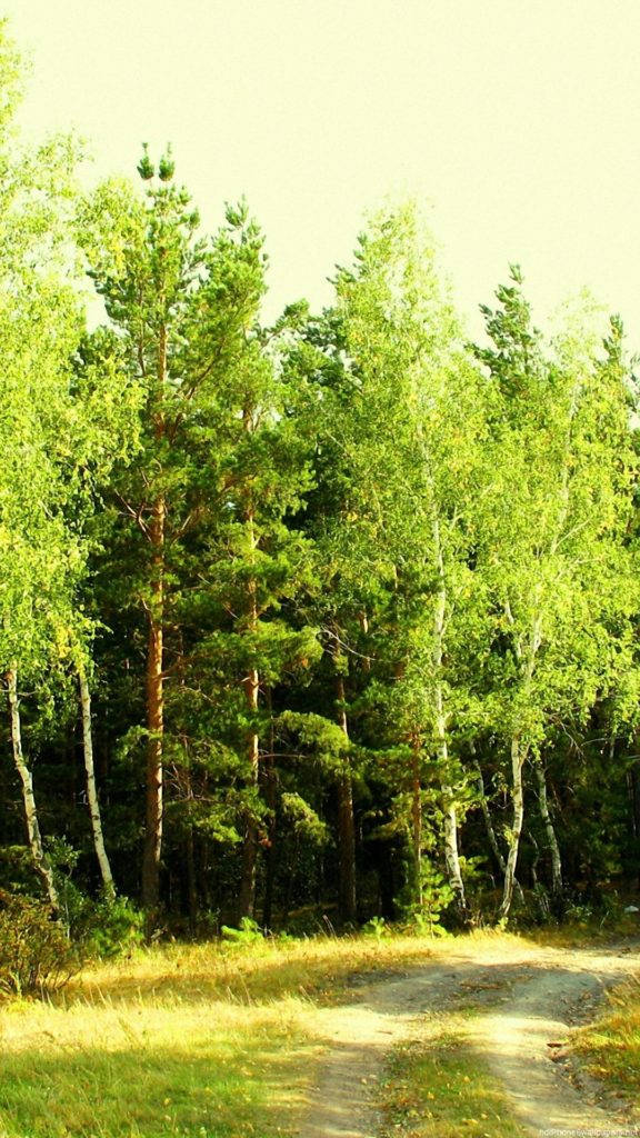 Ecological Green Forest Iphone Background