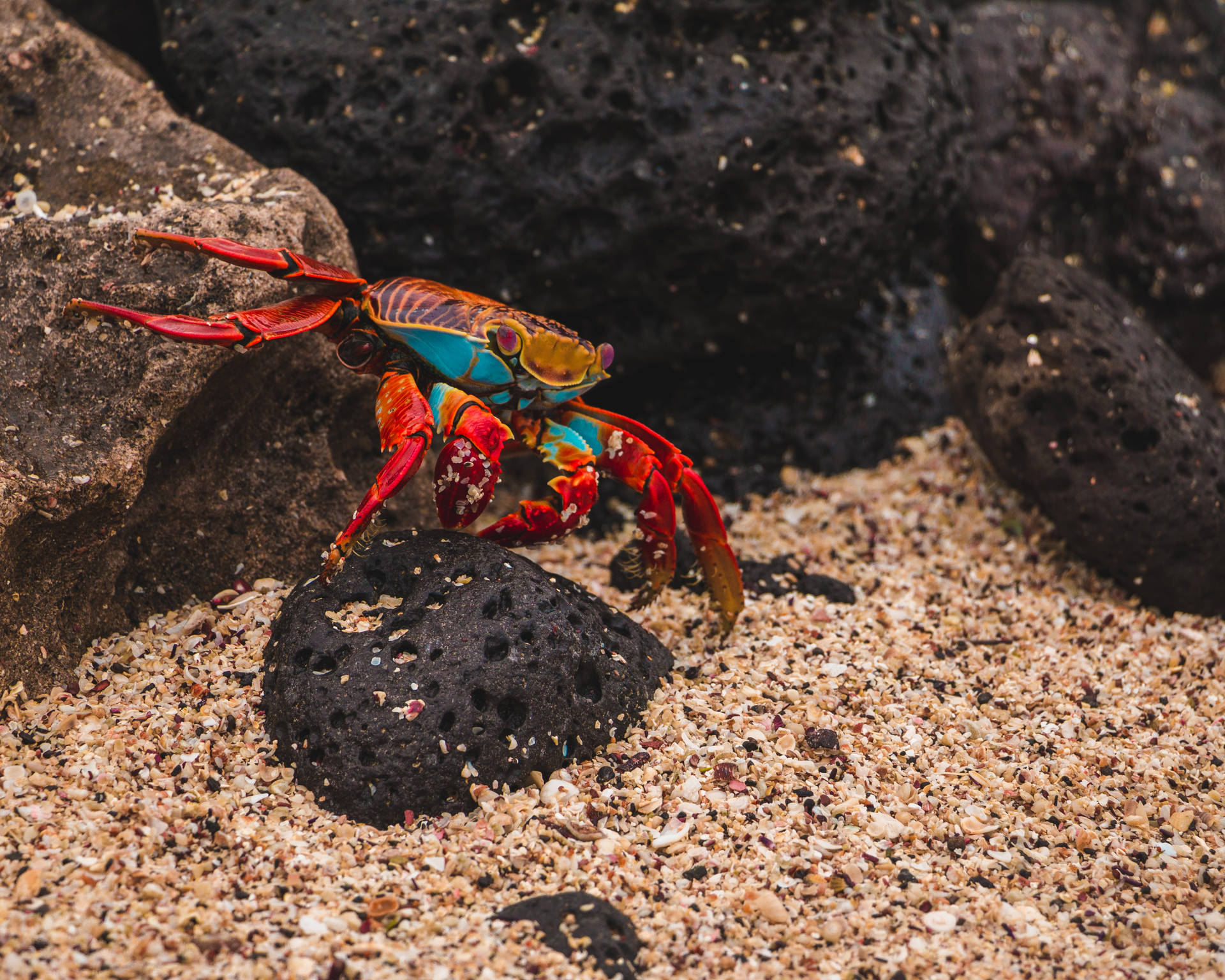 Ecuador Endemic Zayapa Crab Background