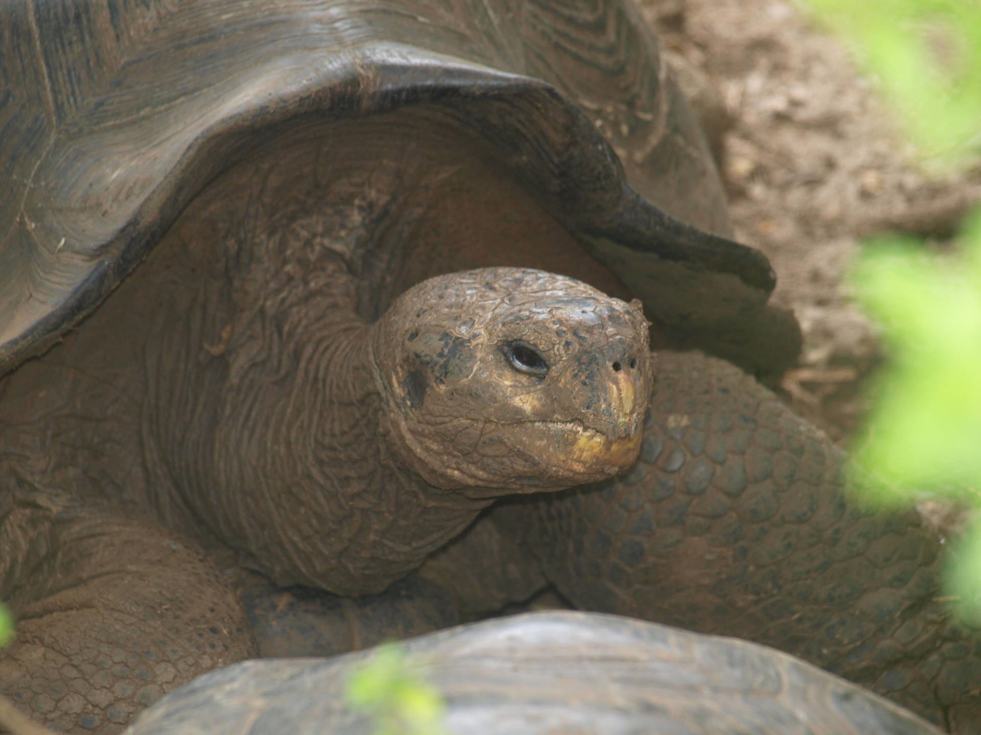 Ecuador Galápagos Tortoise Background