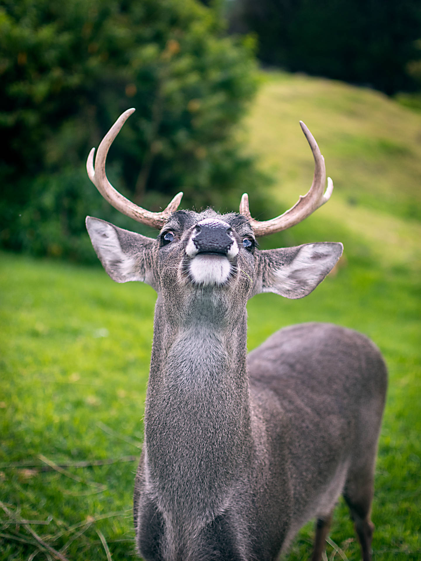 Ecuador Native White-tailed Deer Background
