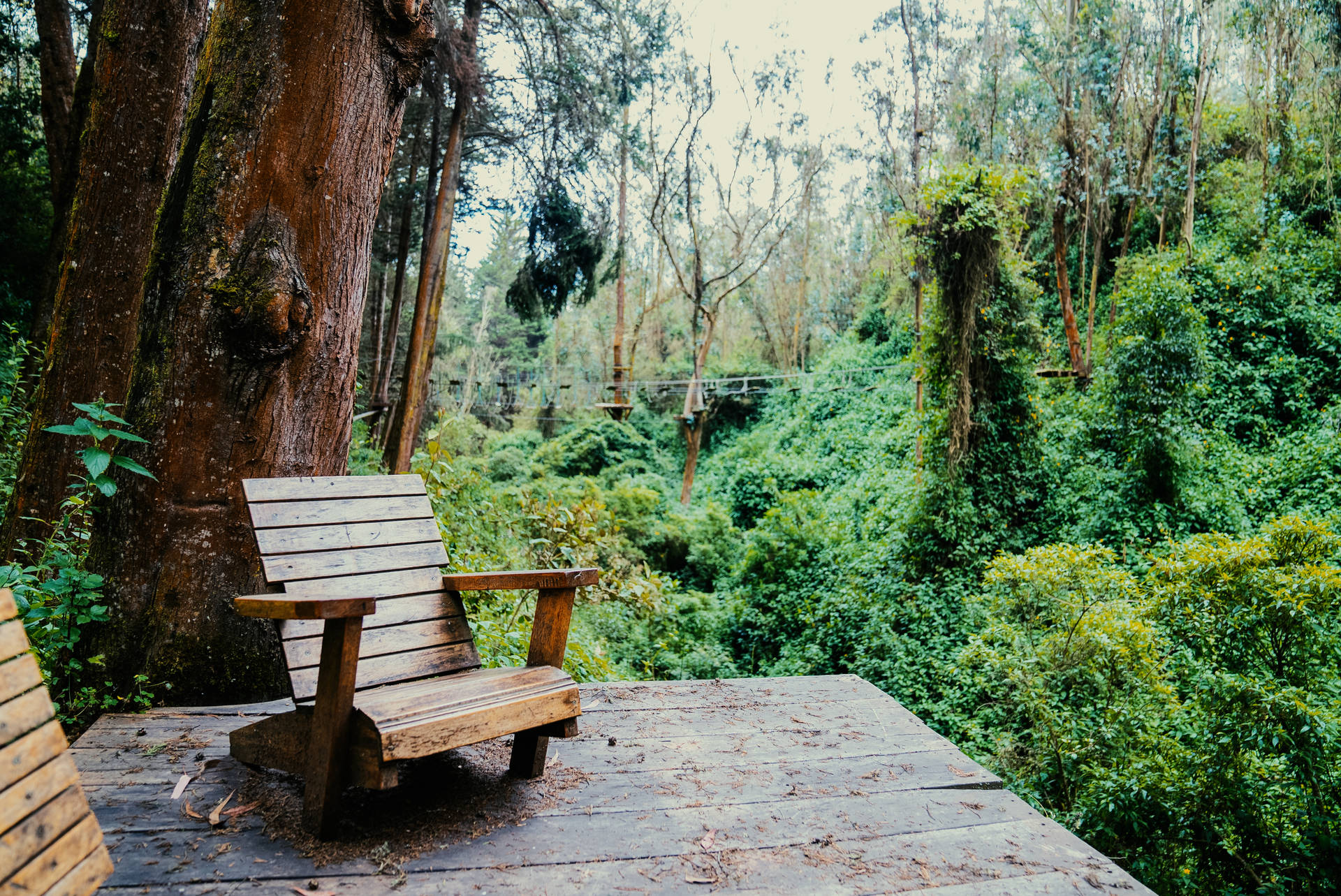 Ecuador Quito Forest Background