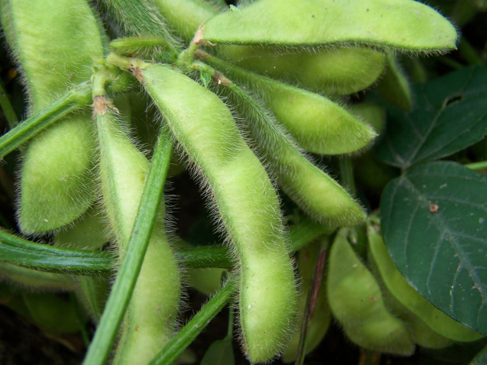 Edamame Beans Legumes Background