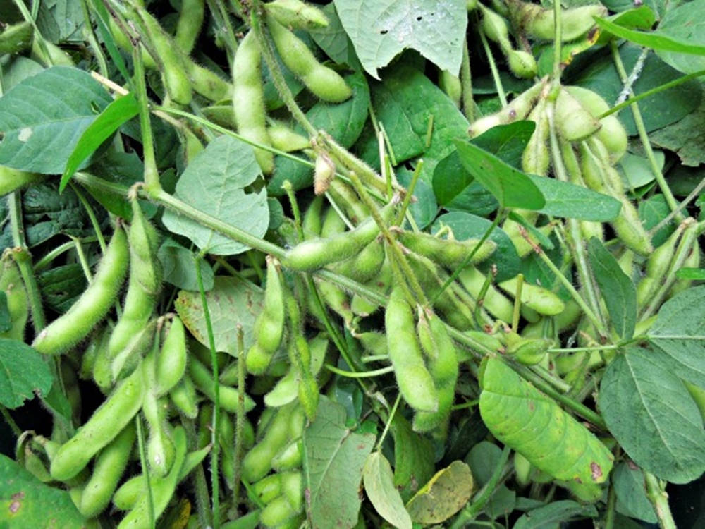 Edamame Beans On Plant Background