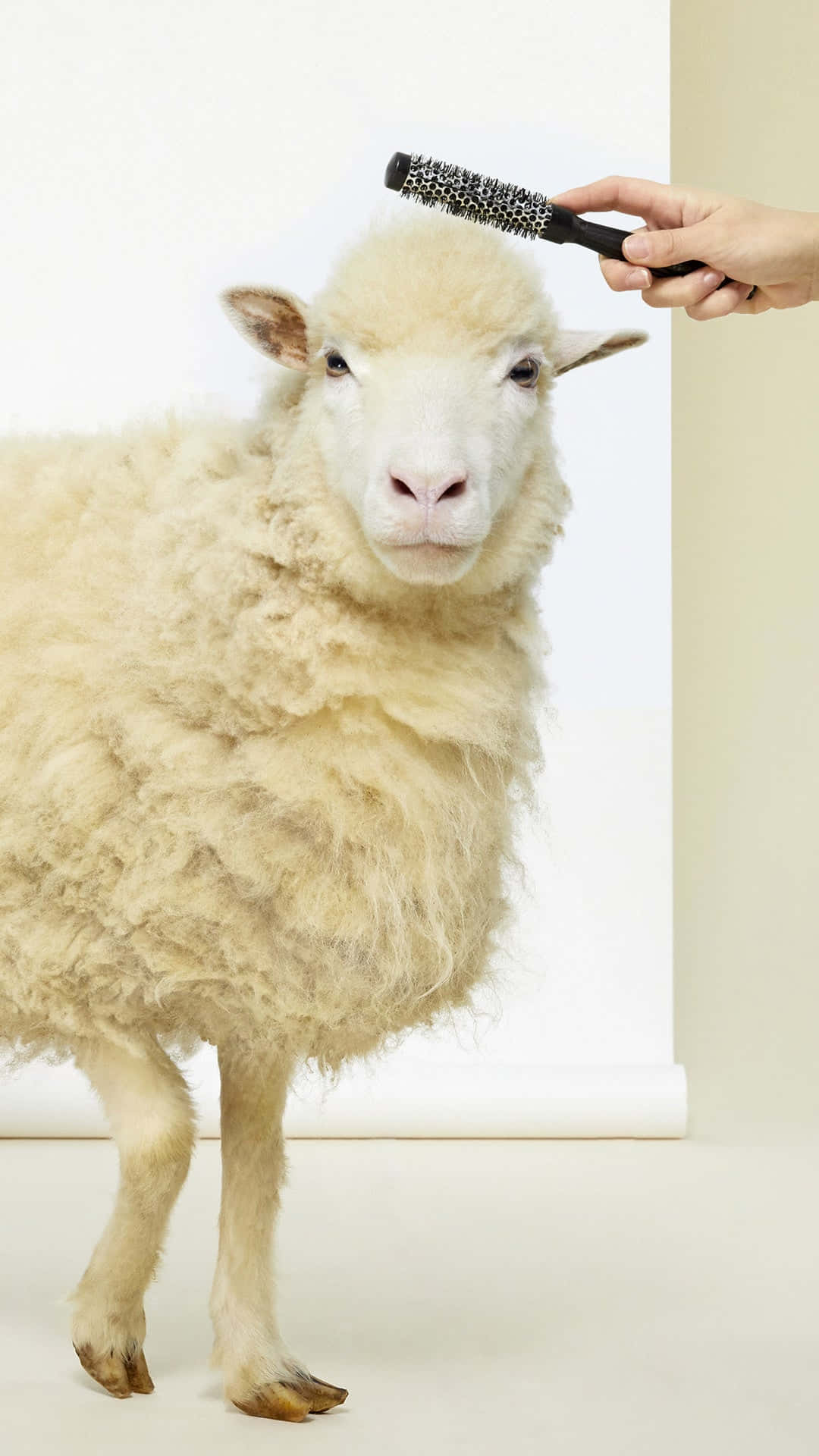 Editorial Photograph Of Sheep For Patou Background