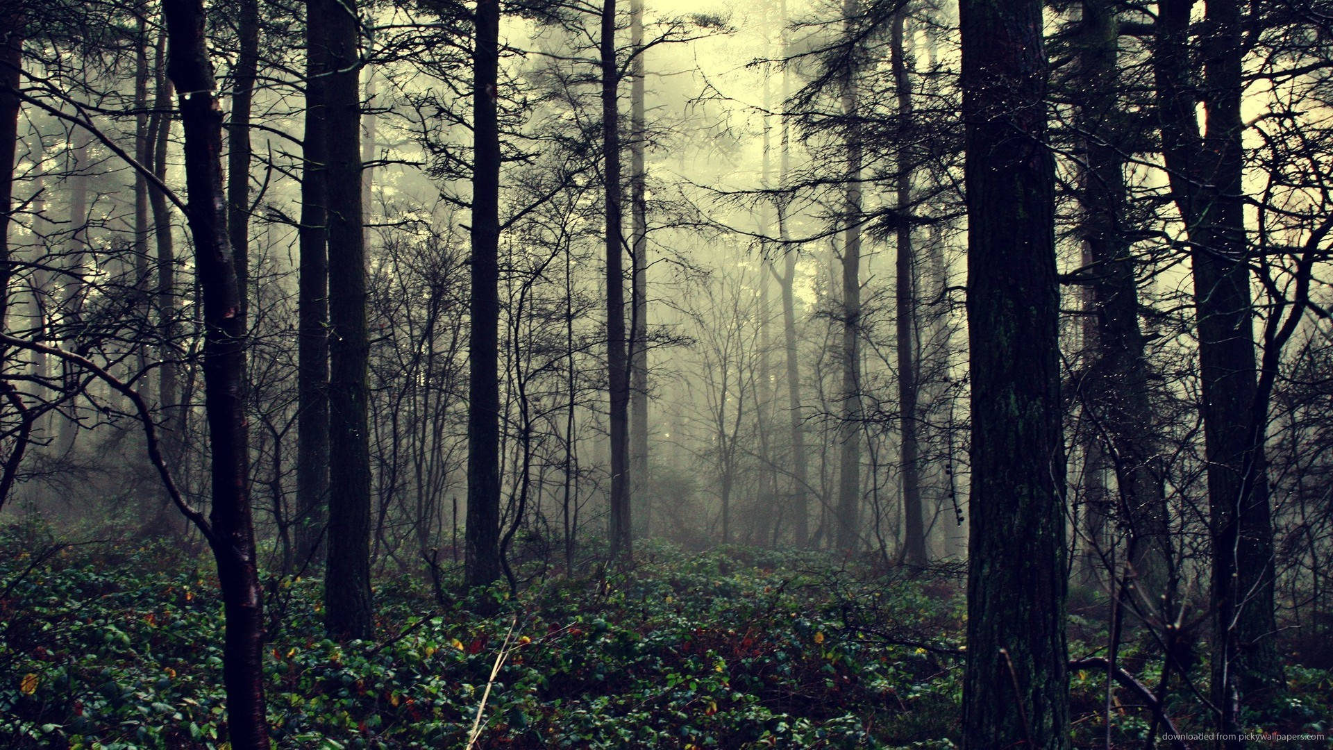 Eerie And Damp Foggy Forest Background