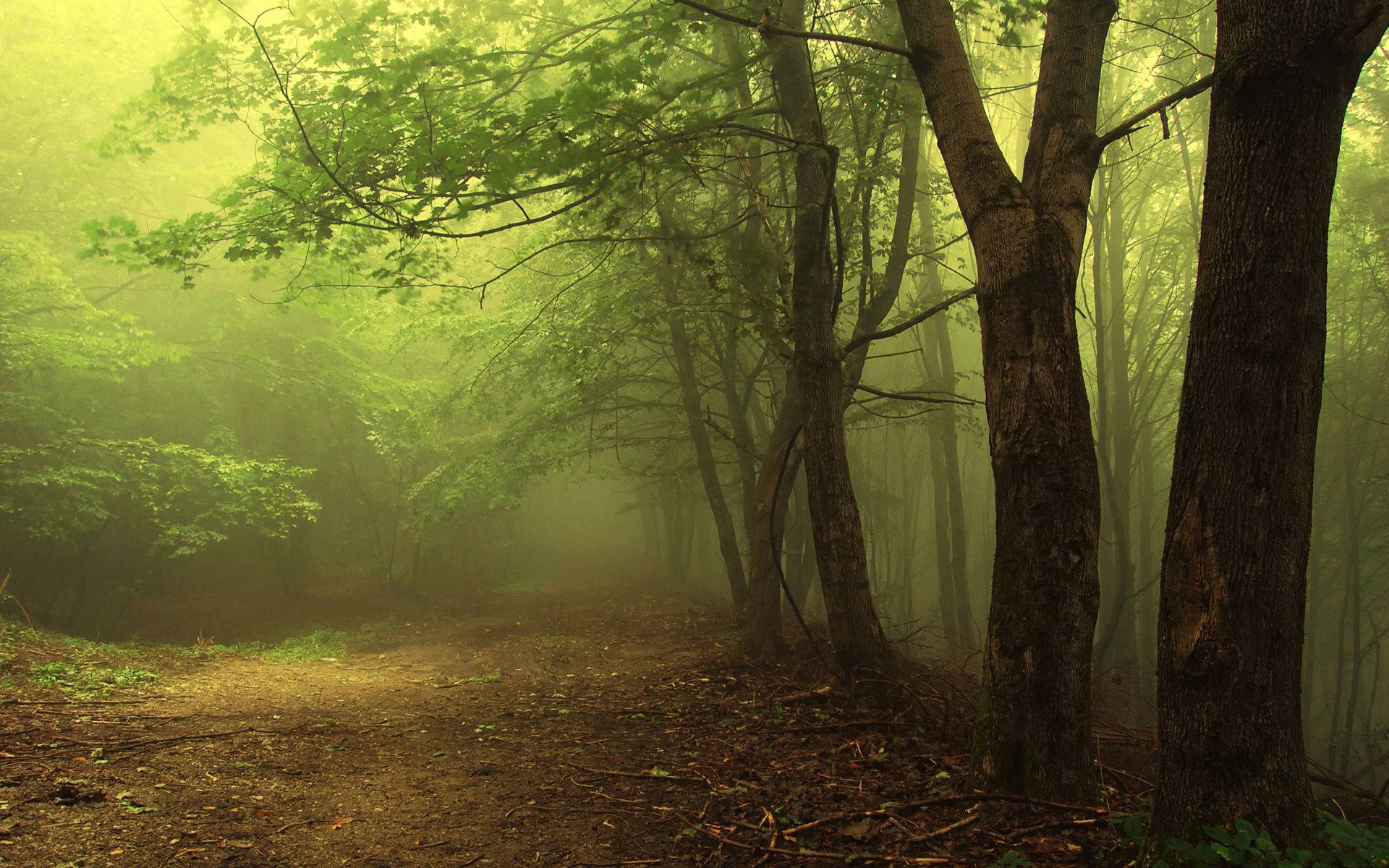 Eerie Green Foggy Forest Background