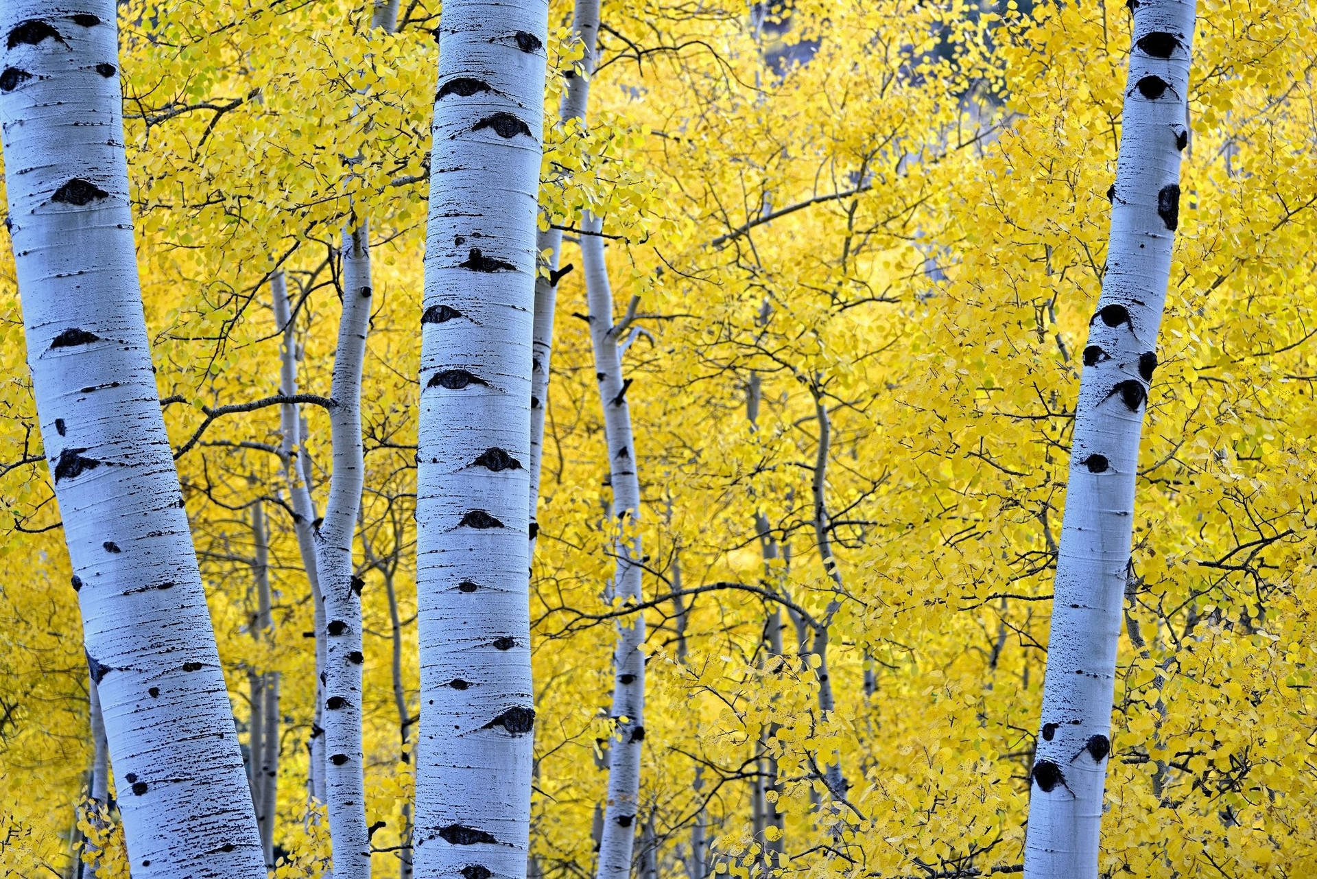 Eerie White Birch Tree Trunks Eyes Background