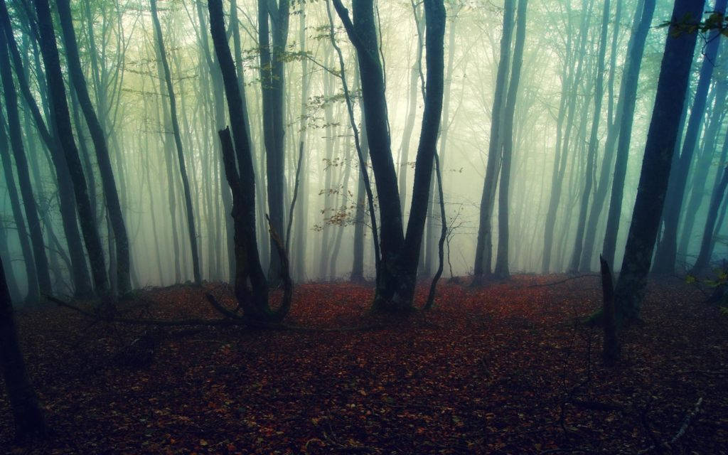 Eerily Foggy Forest With Fallen Leaves Background