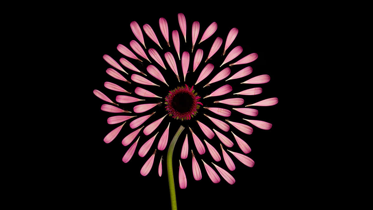 Effective Flower Digital Art [wallpaper] Background