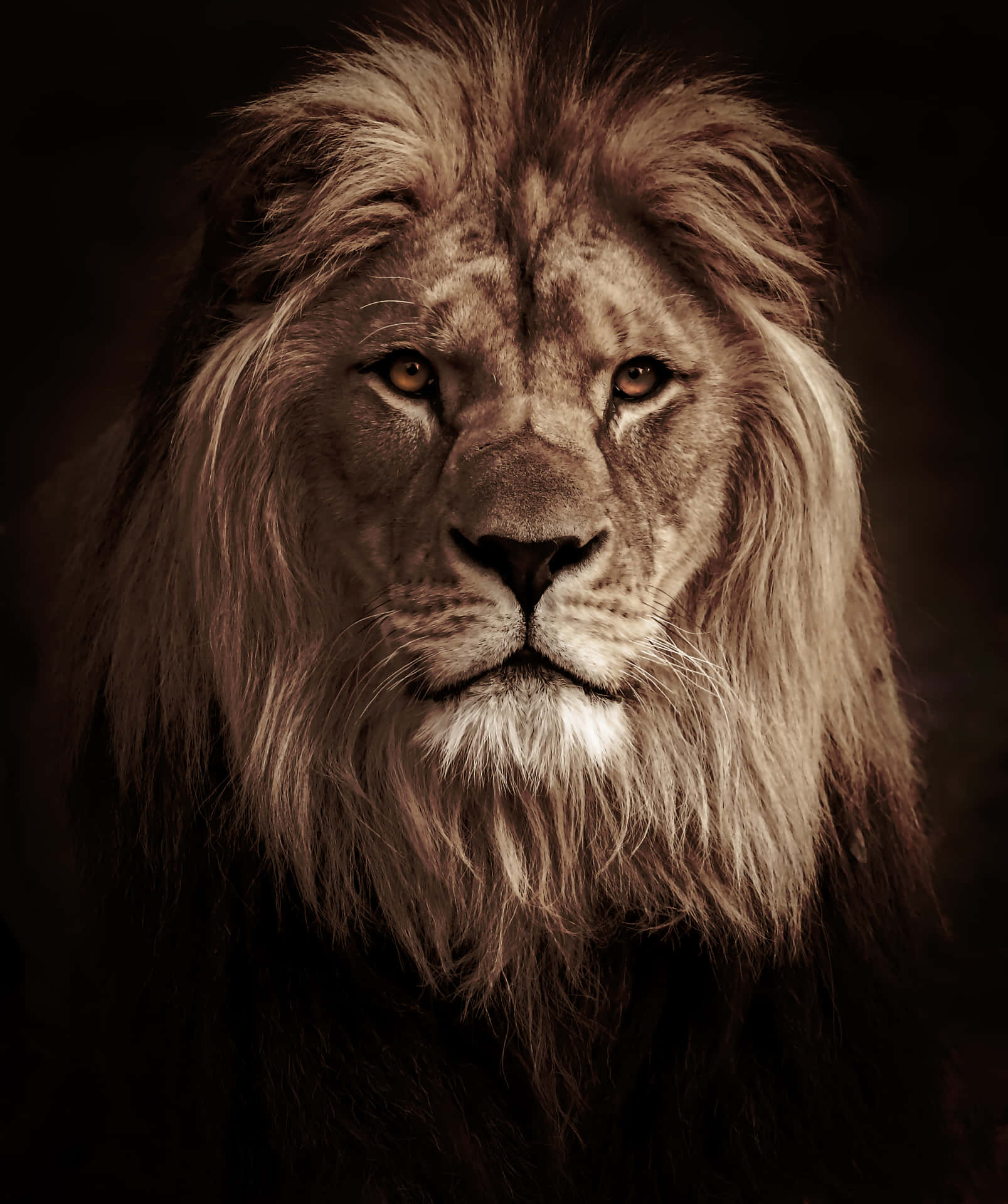 Effective Lion Portrait [wallpaper] Background