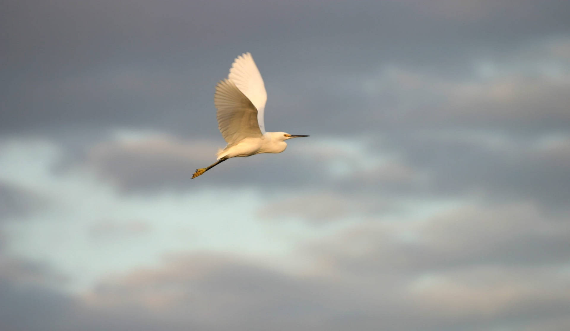 Egret Flying Everglades National Park Background