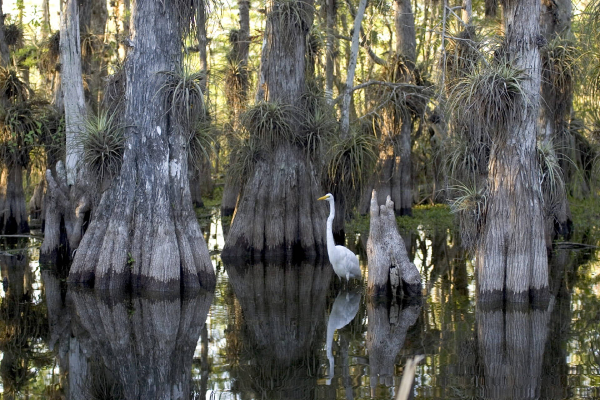 Egret In Swamp Everglades National Park