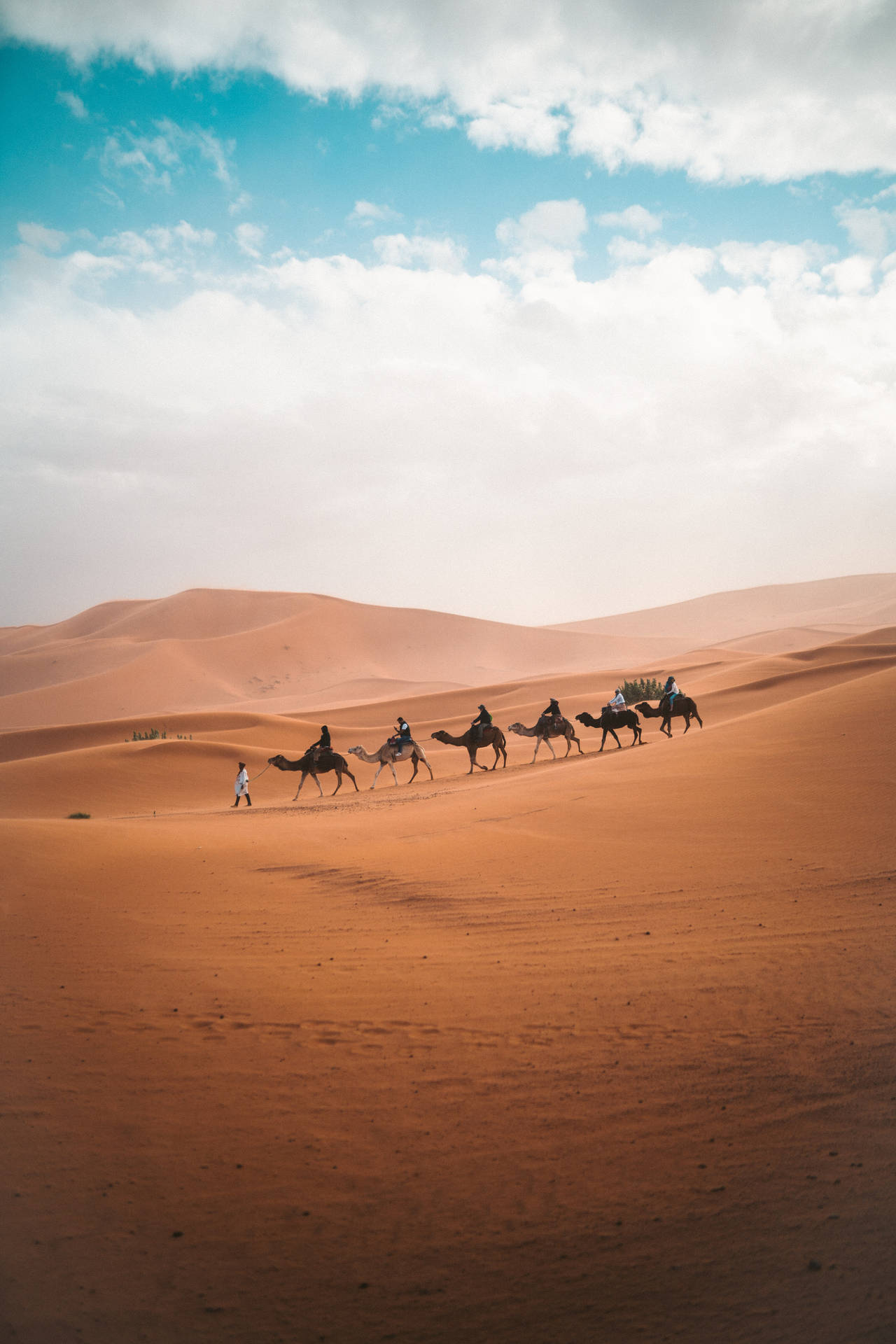 Egypt Camel Transport Background
