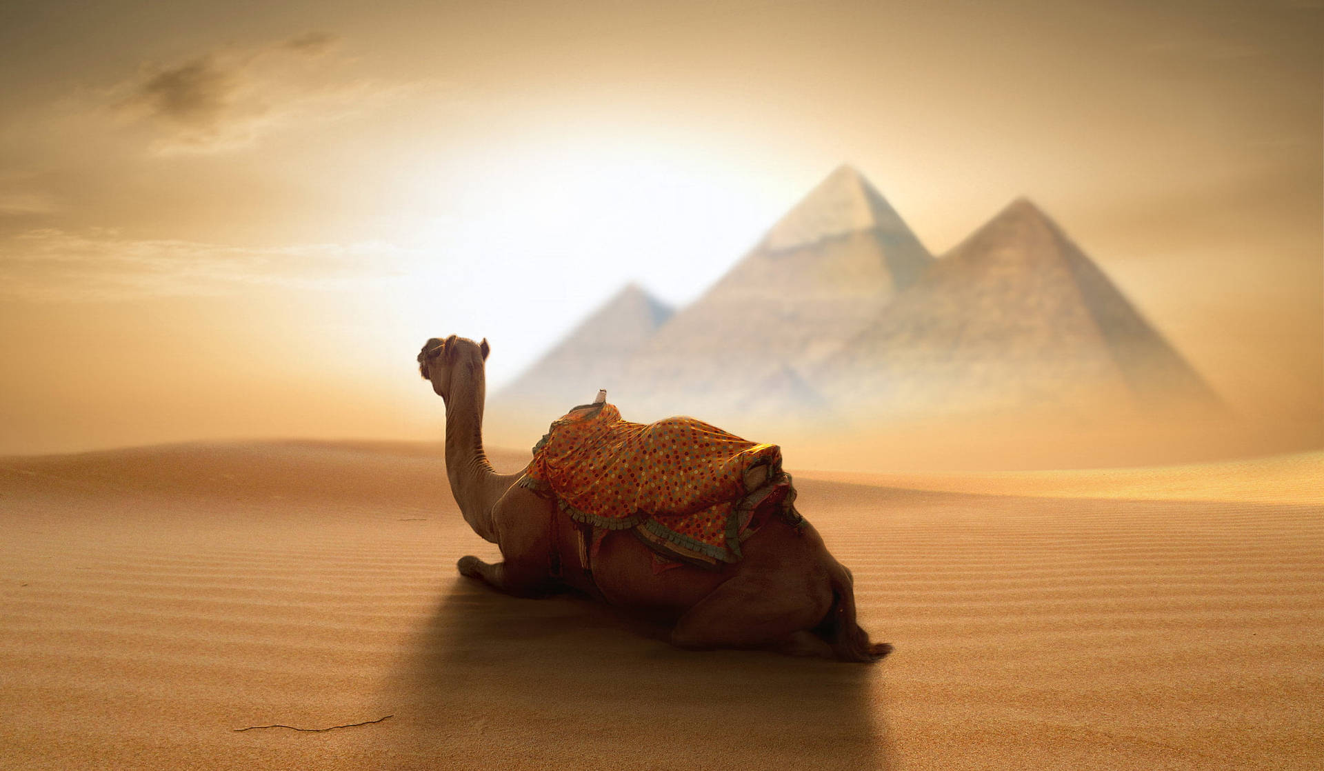 Egypt Desert Camel