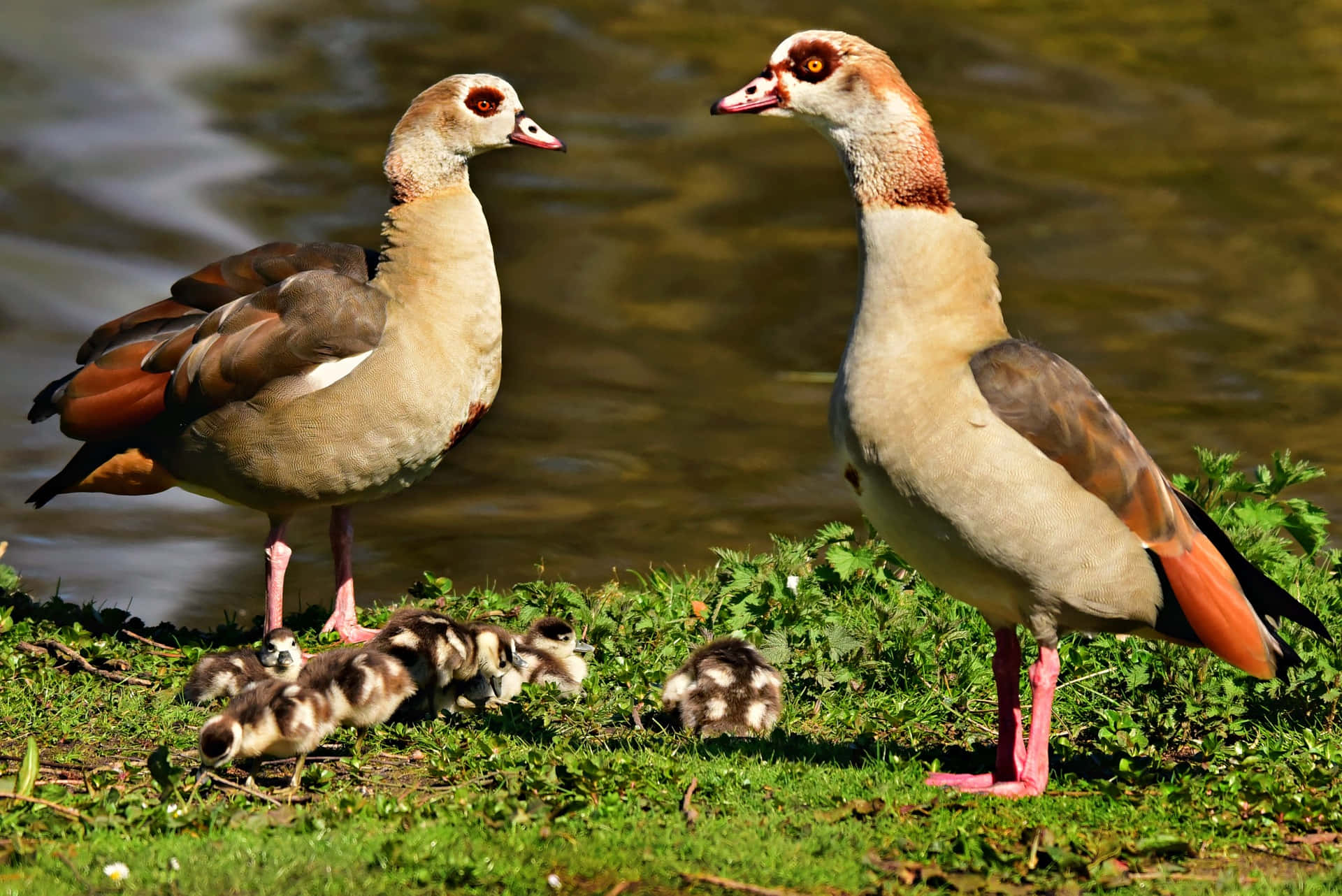 Egyptian Geese Mother Bird