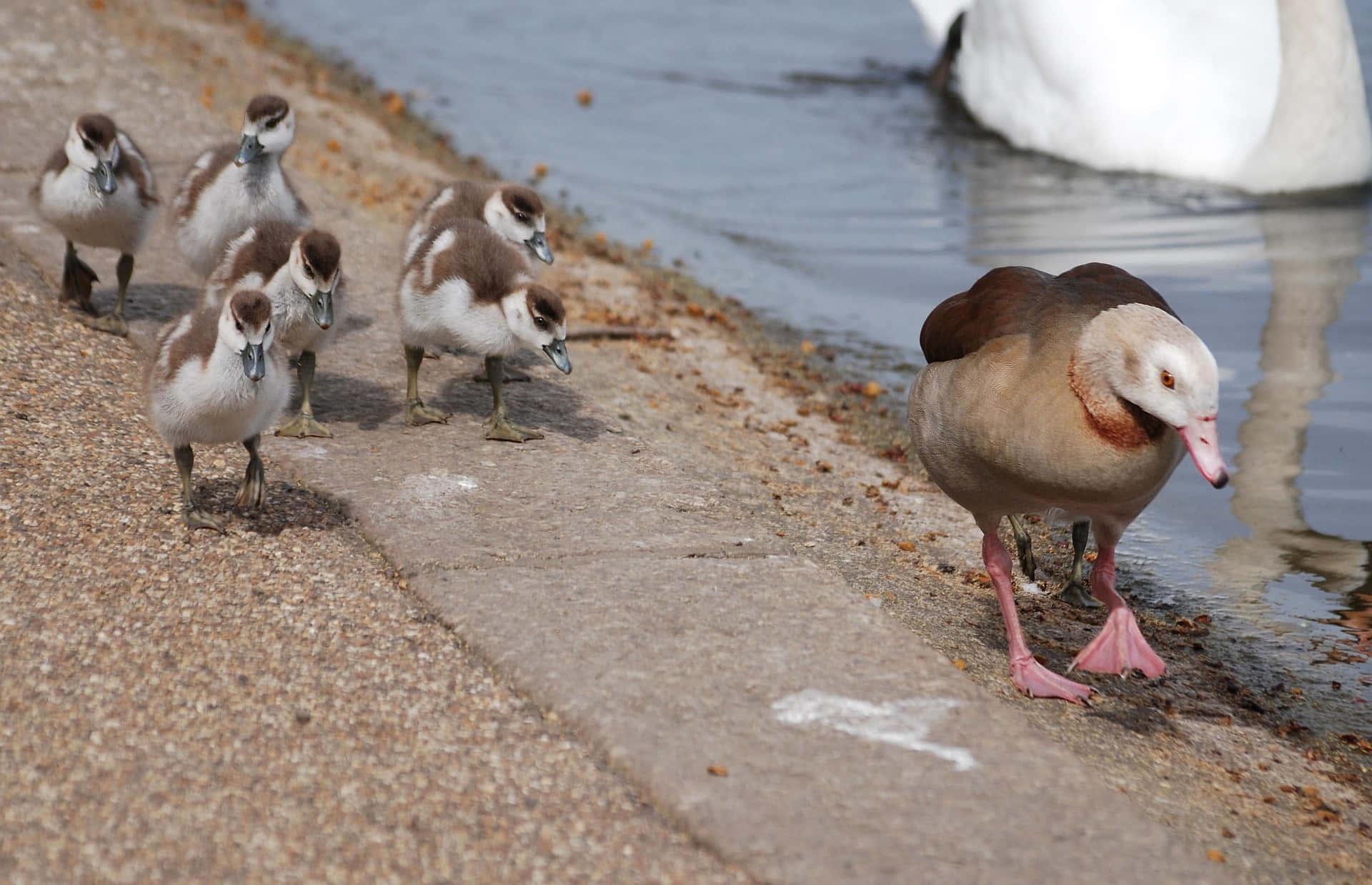 Egyptian Goose Mother Bird Background