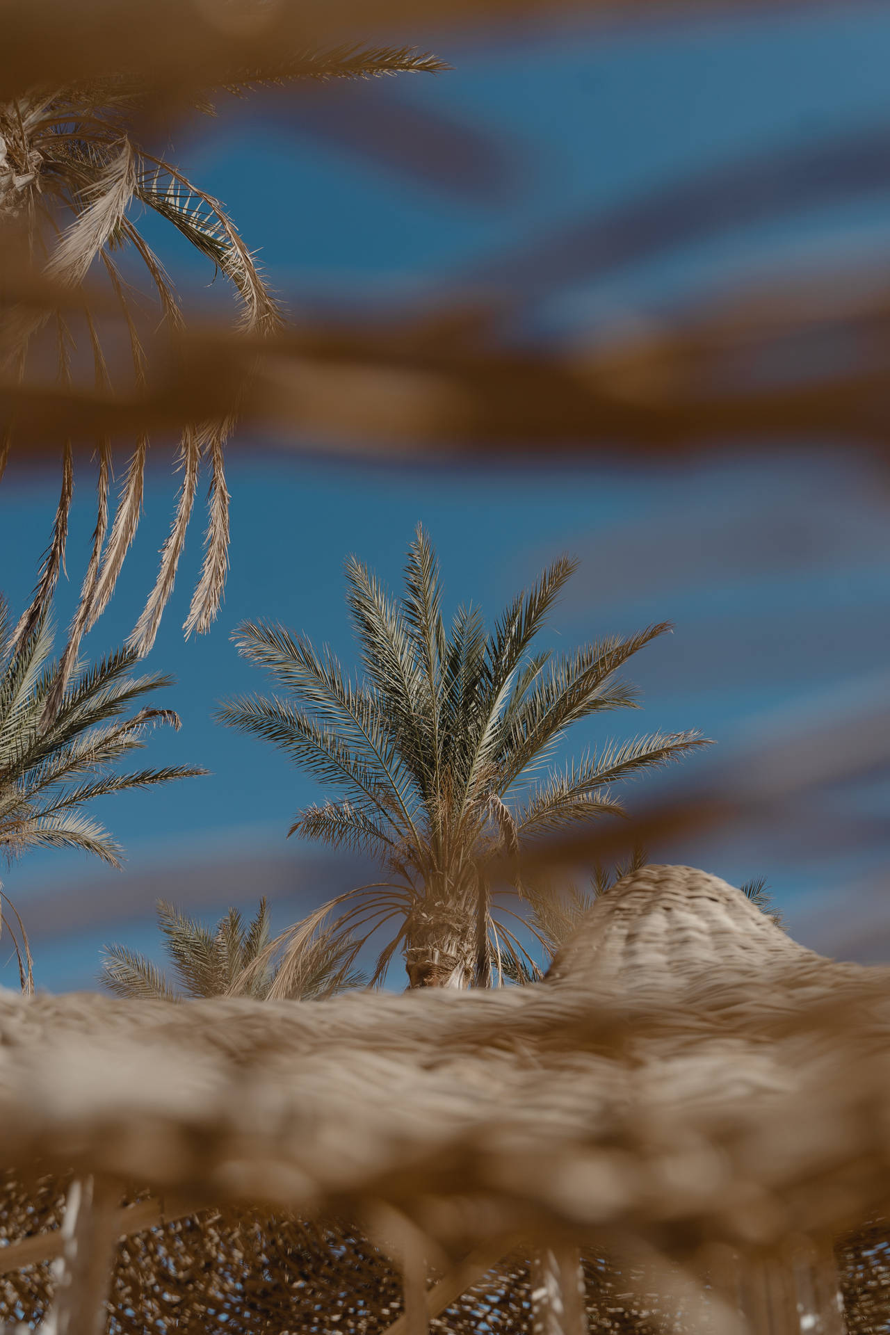 Egyptian Palm Trees Background