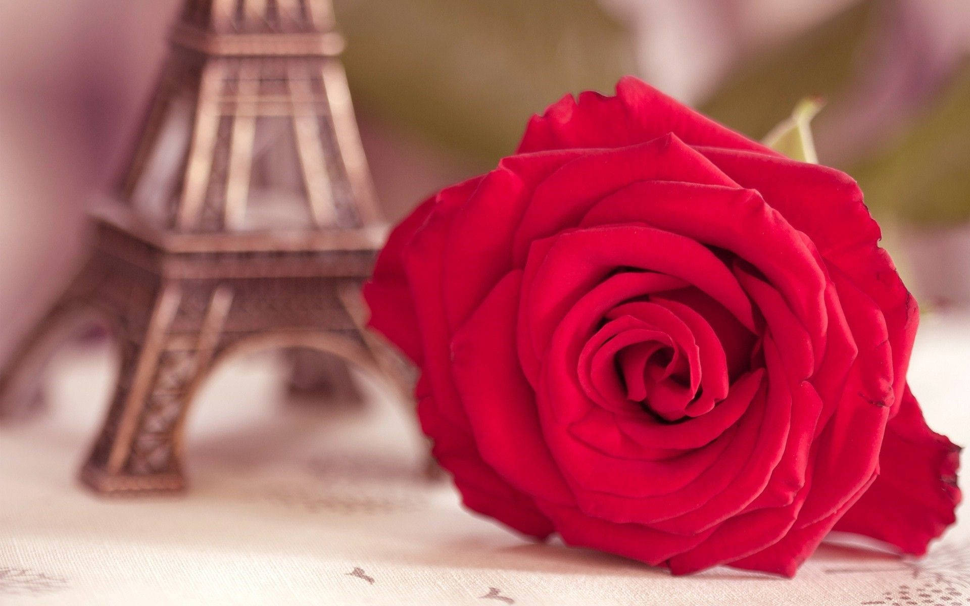 Eiffel Rose Flower Desktop Background