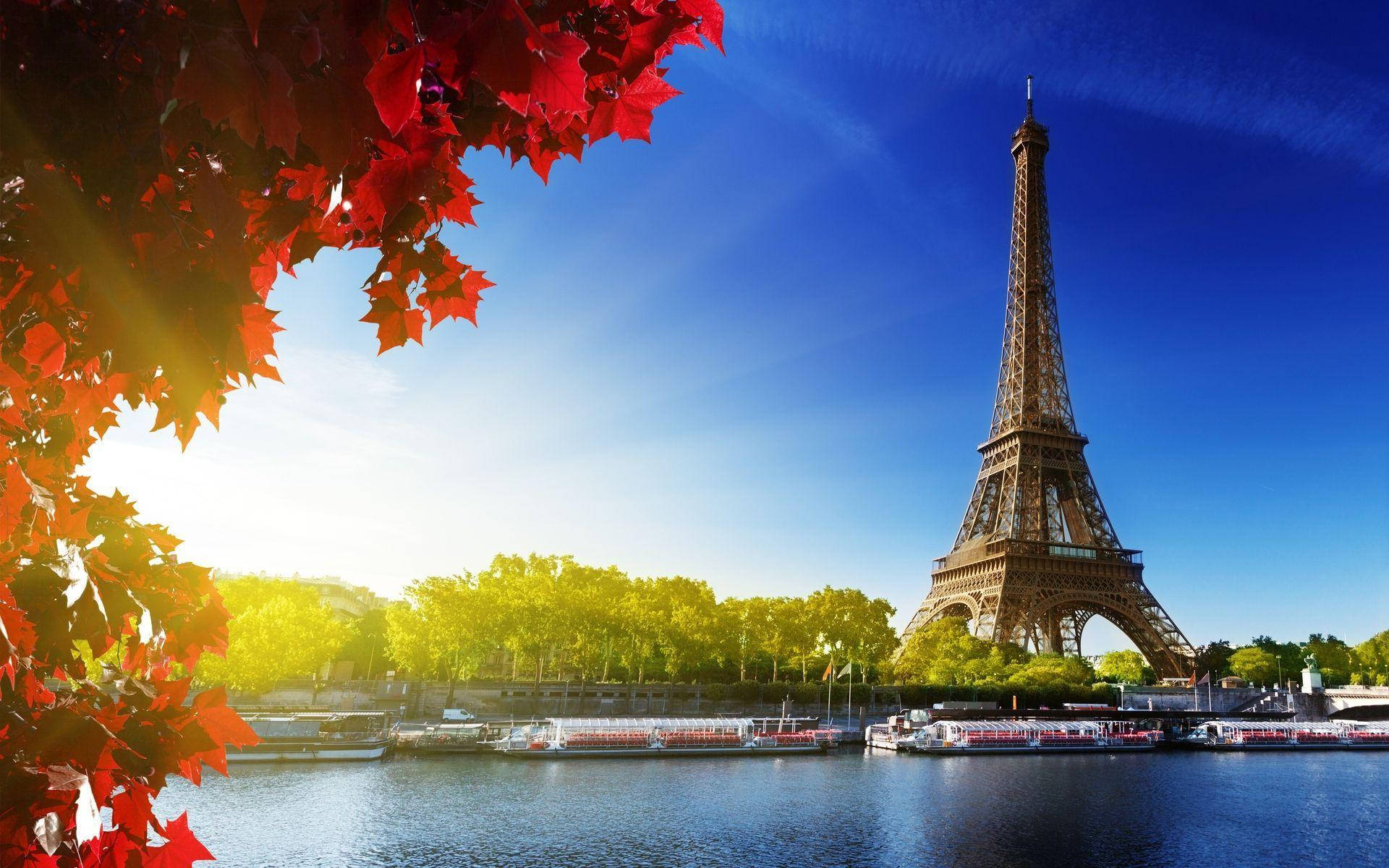 Eiffel Tower And Maple Tree Background