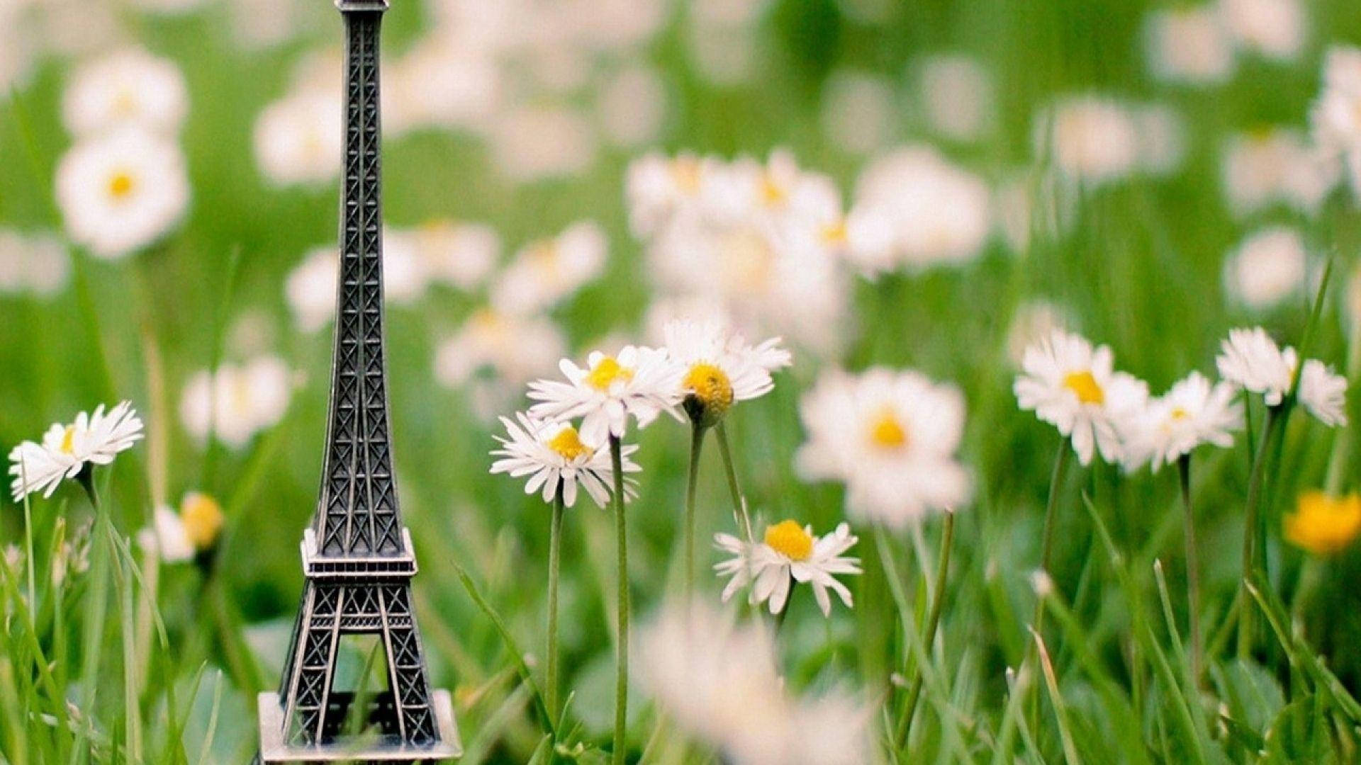 Eiffel Tower Spring Daisy Background