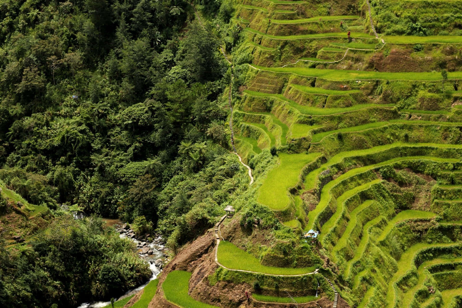 Eighth Wonder Of The World Banaue Rice Terraces Background
