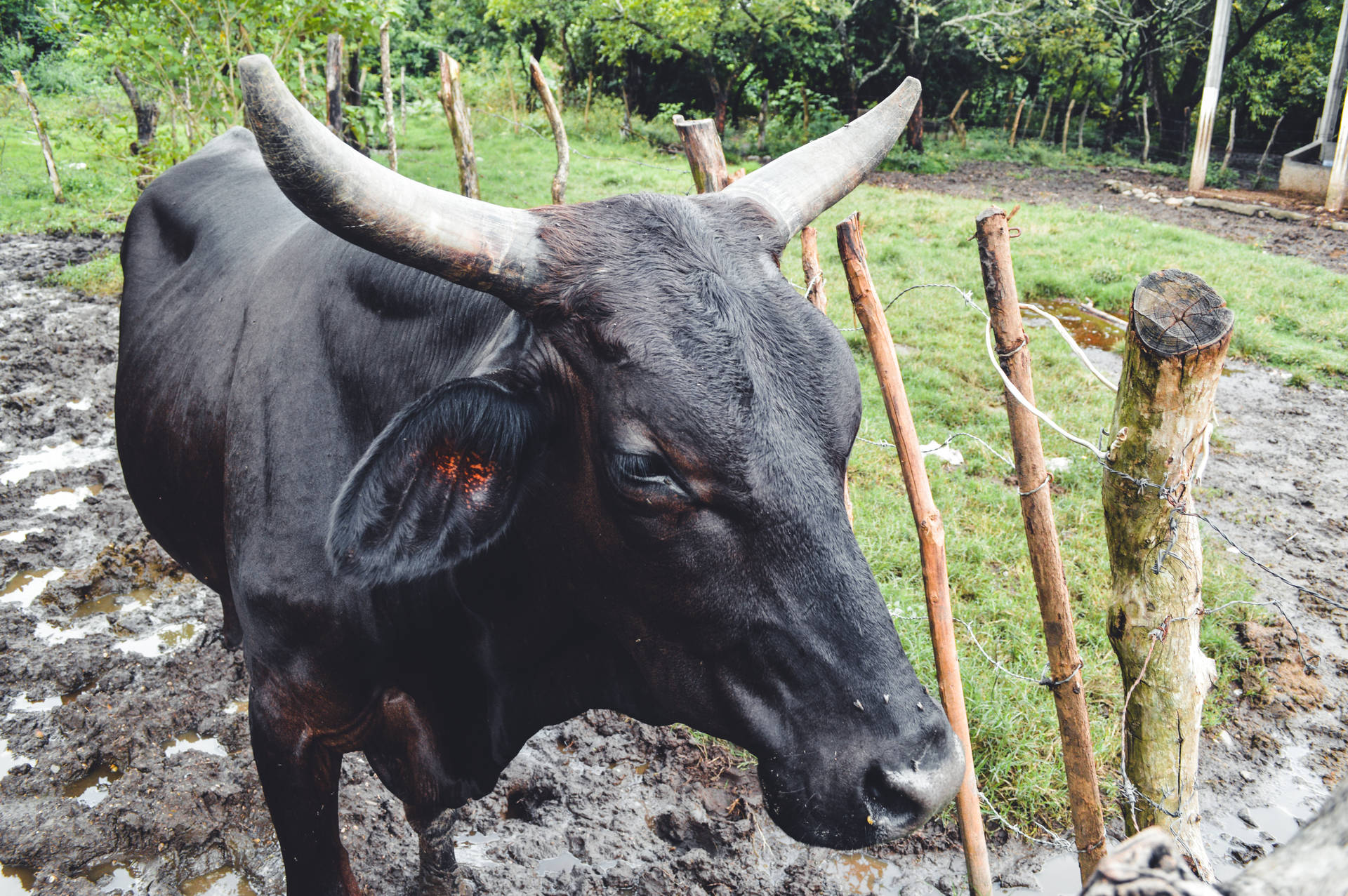 El Salvador Black Cow Background