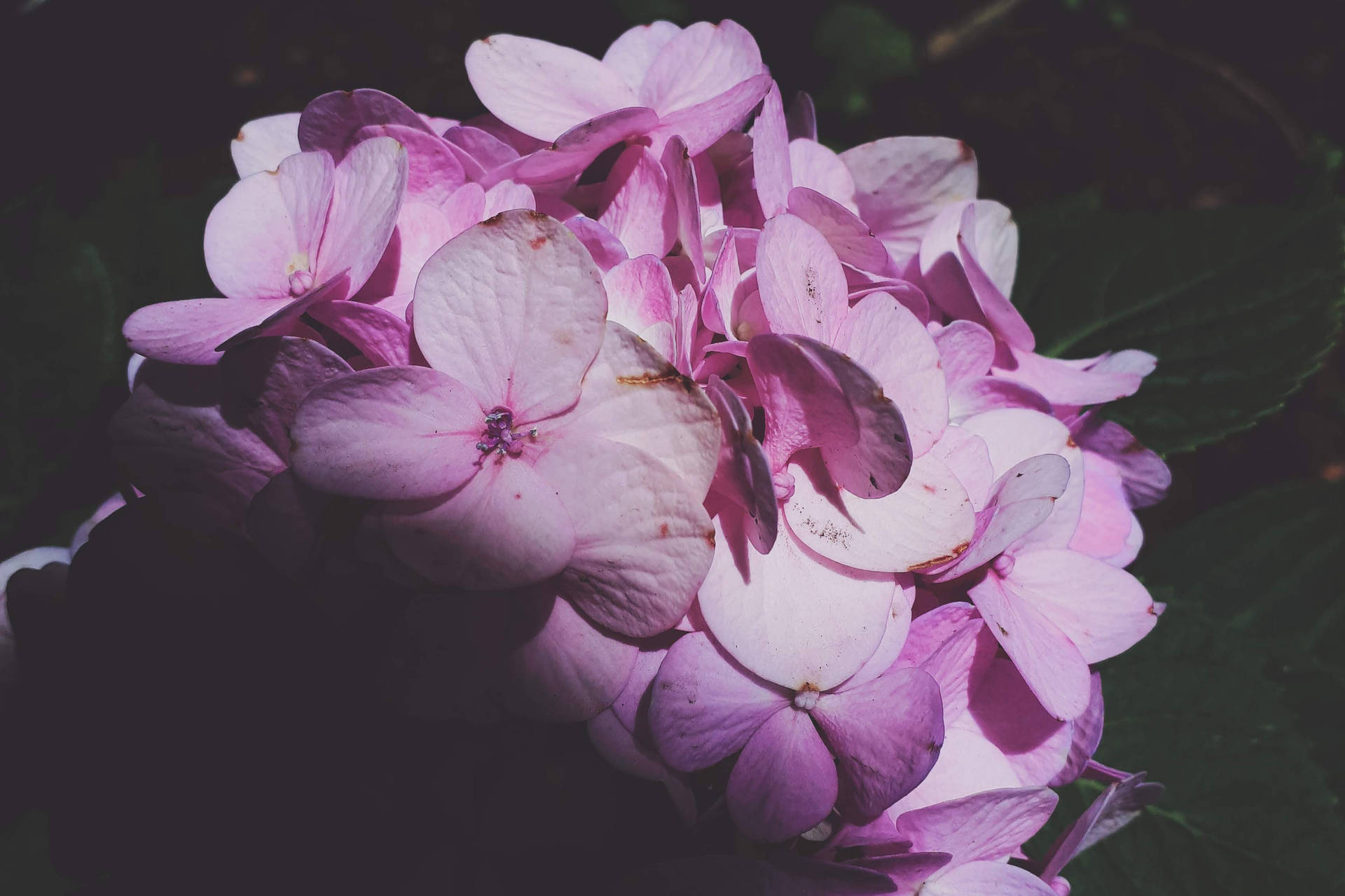 El Salvador Hortensia Flowers Background