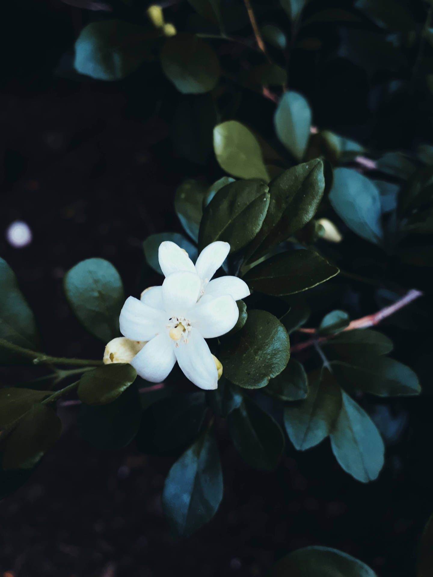 El Salvador Jasmine Flowers Background