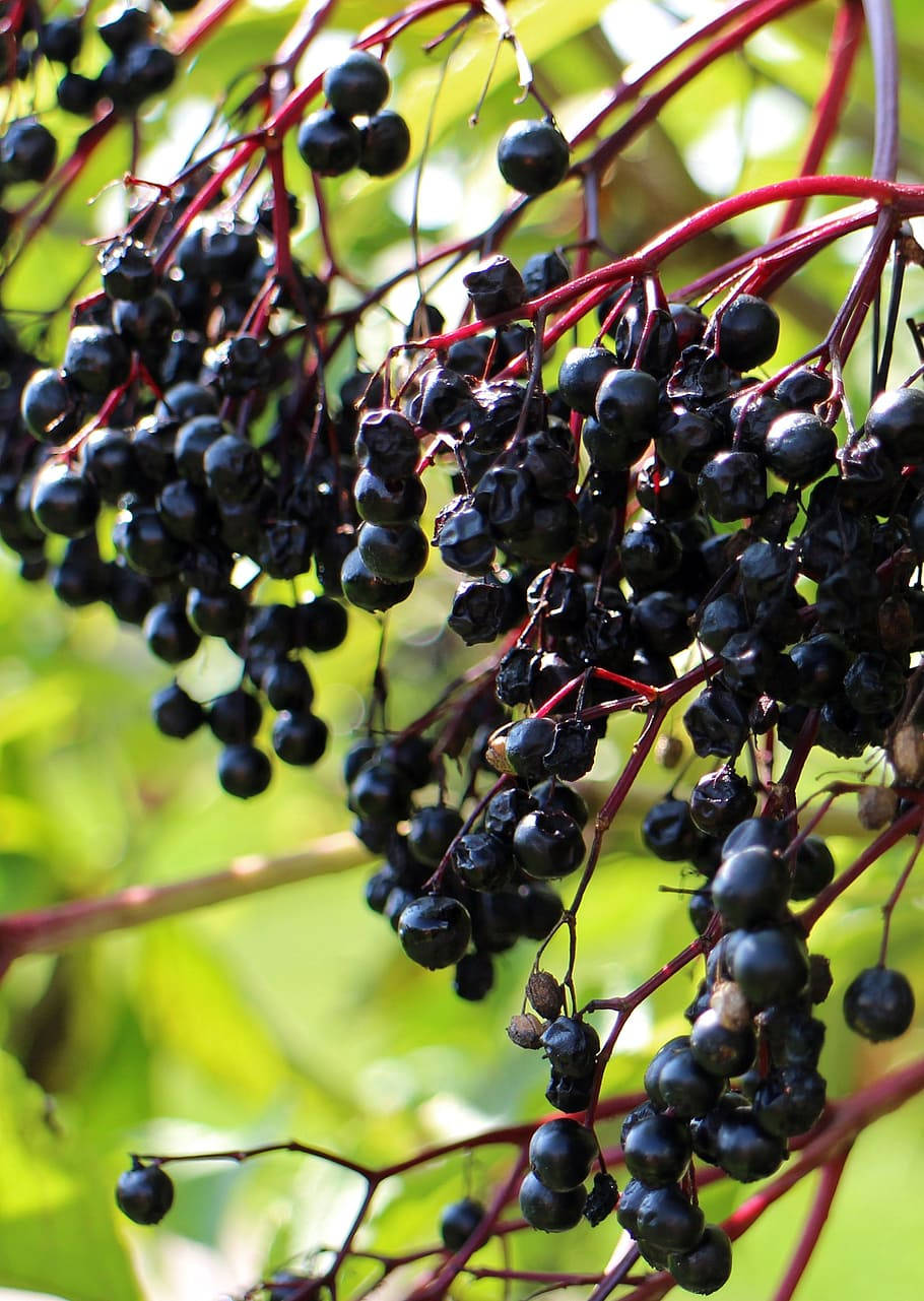 Elderberry Fruits Hanging From A Tree