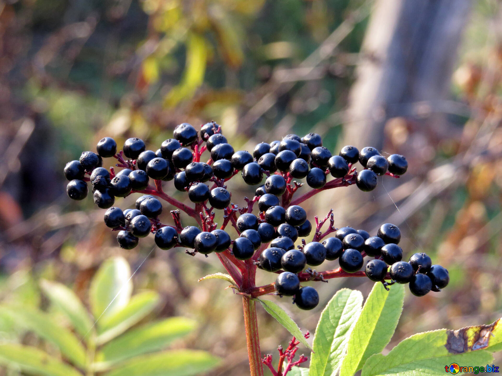 Elderberry Fruits In The Wild