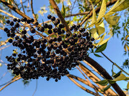 Elderberry Fruits Low Angle Shot Background