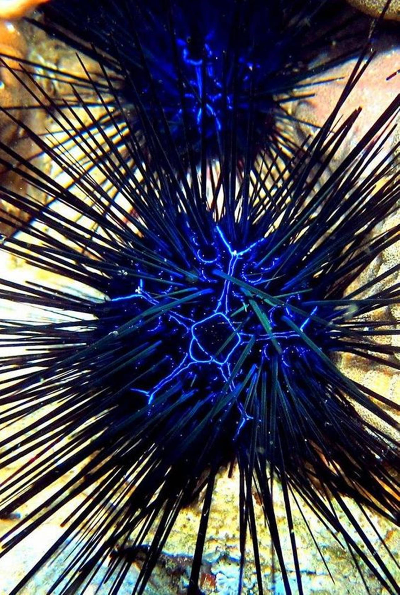 Electric Blue Sea Urchin Long Spine