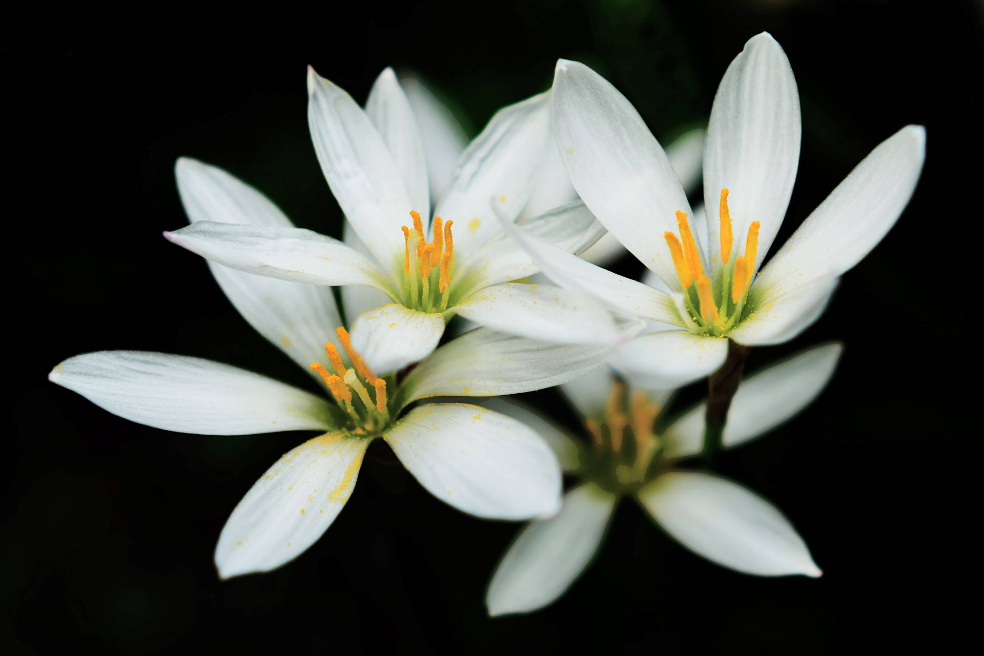 Elegance Embodied: Close-up Of A Zephyr White Lily Background