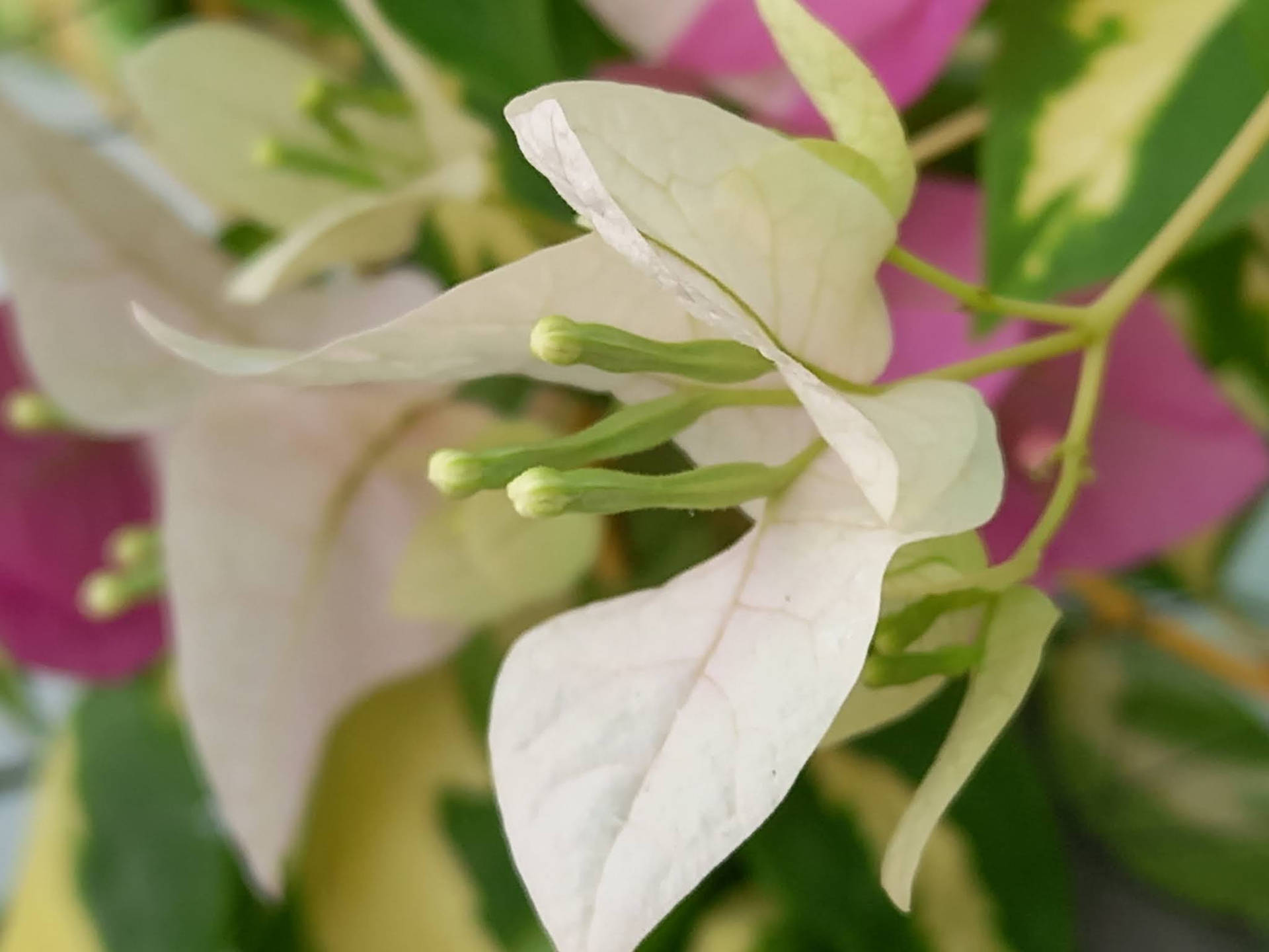 Elegance In Nature: White Bougainvillea In Bloom Background