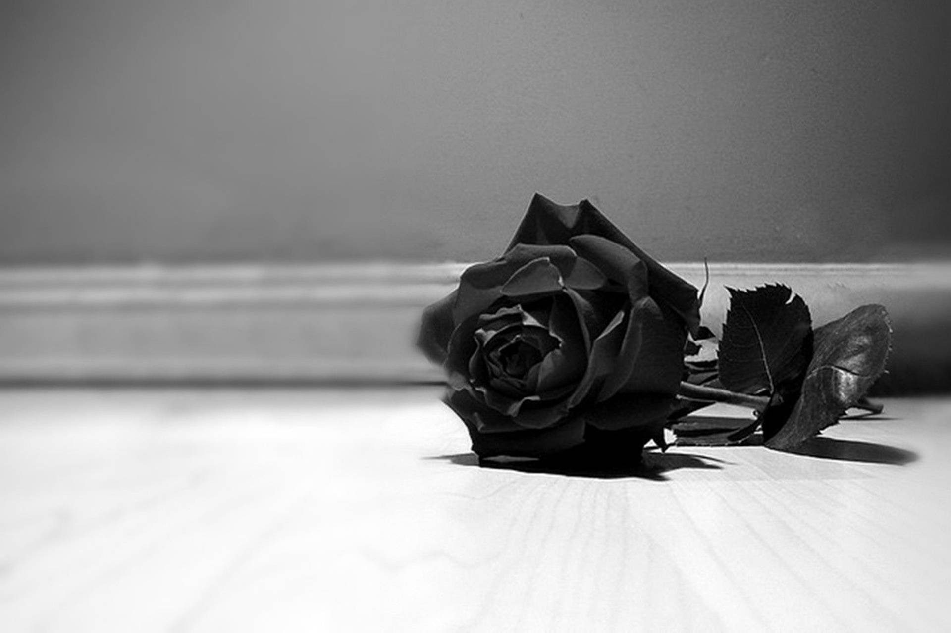 Elegance In Simplicity: Monochromatic 4k Resolution Rose Image Background