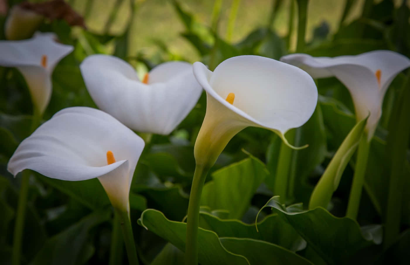 Elegance In Still Life - Calla Lily Flowers Background