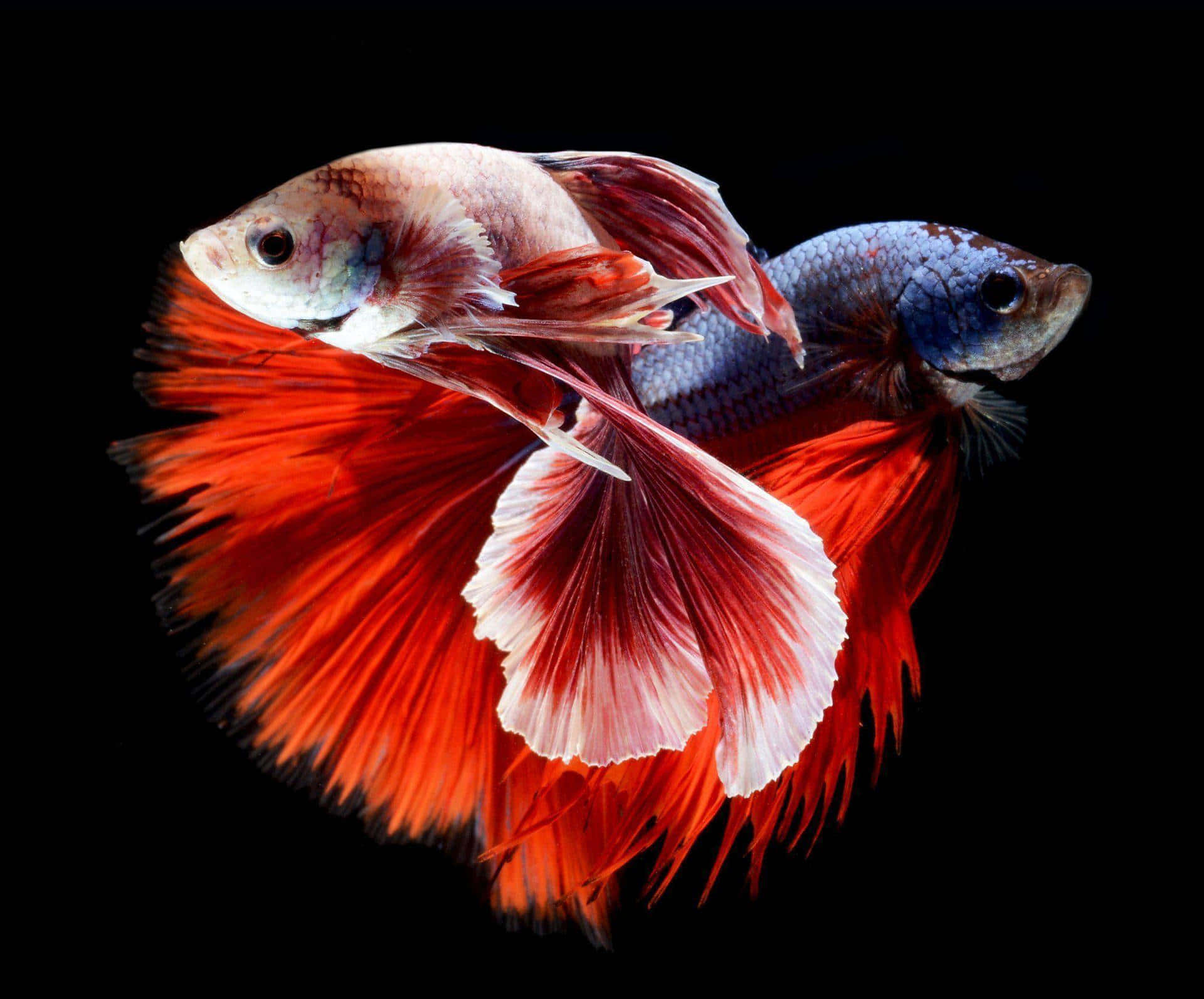 Elegant Betta Fish Display