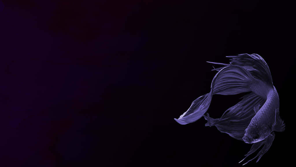 Elegant Betta Fish In Dark Water Background