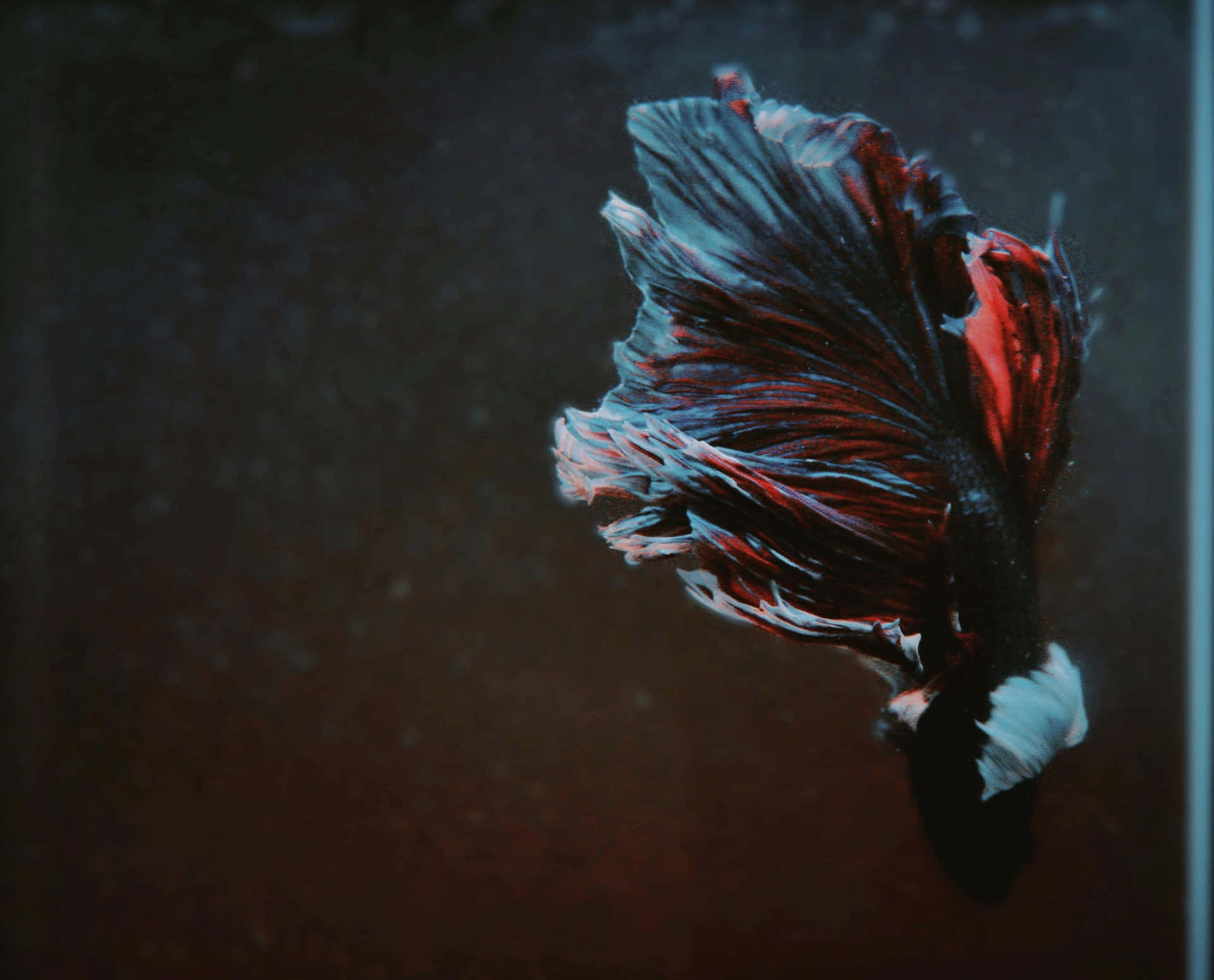 Elegant Betta Fish Swimming