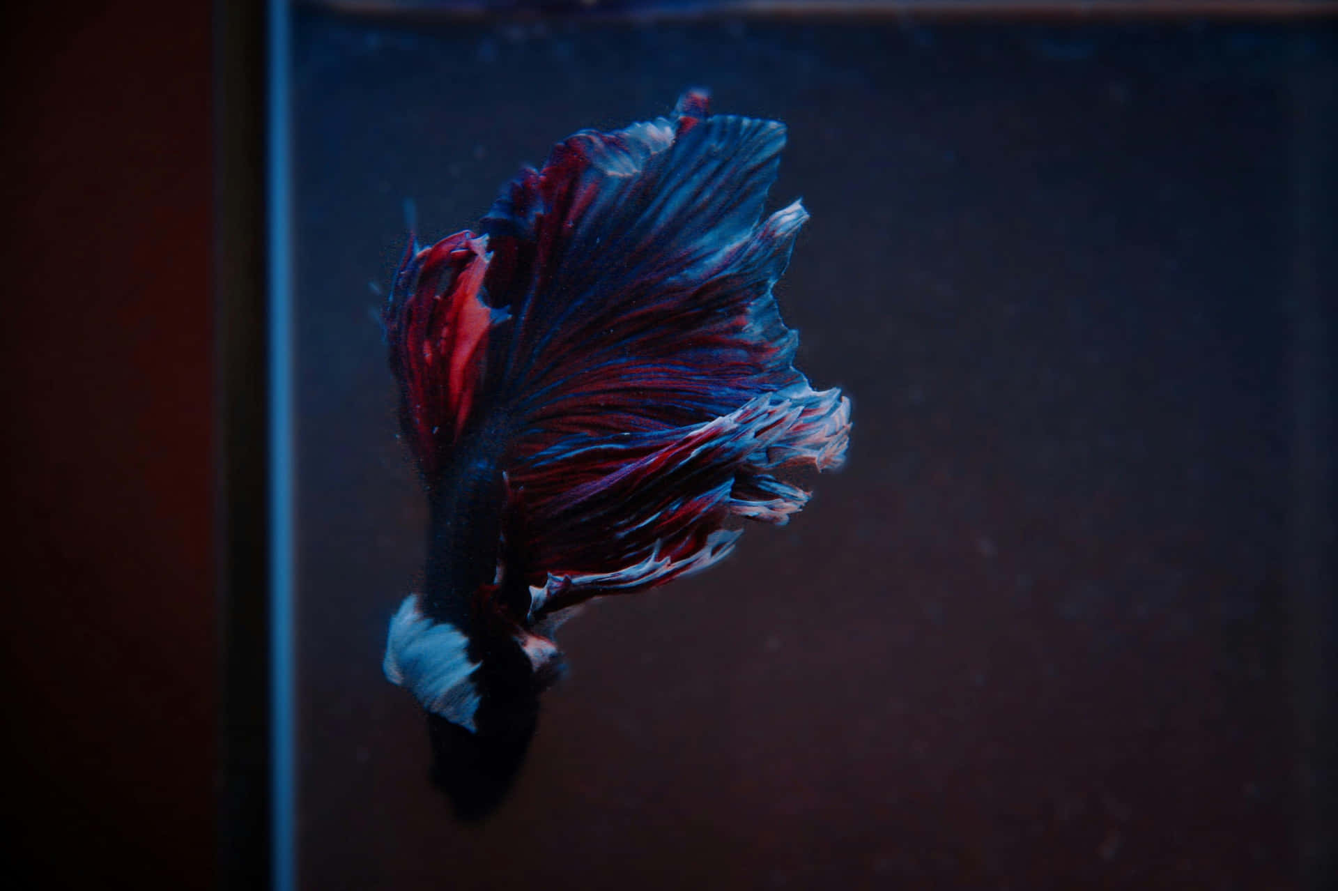 Elegant Betta Fish Swimming